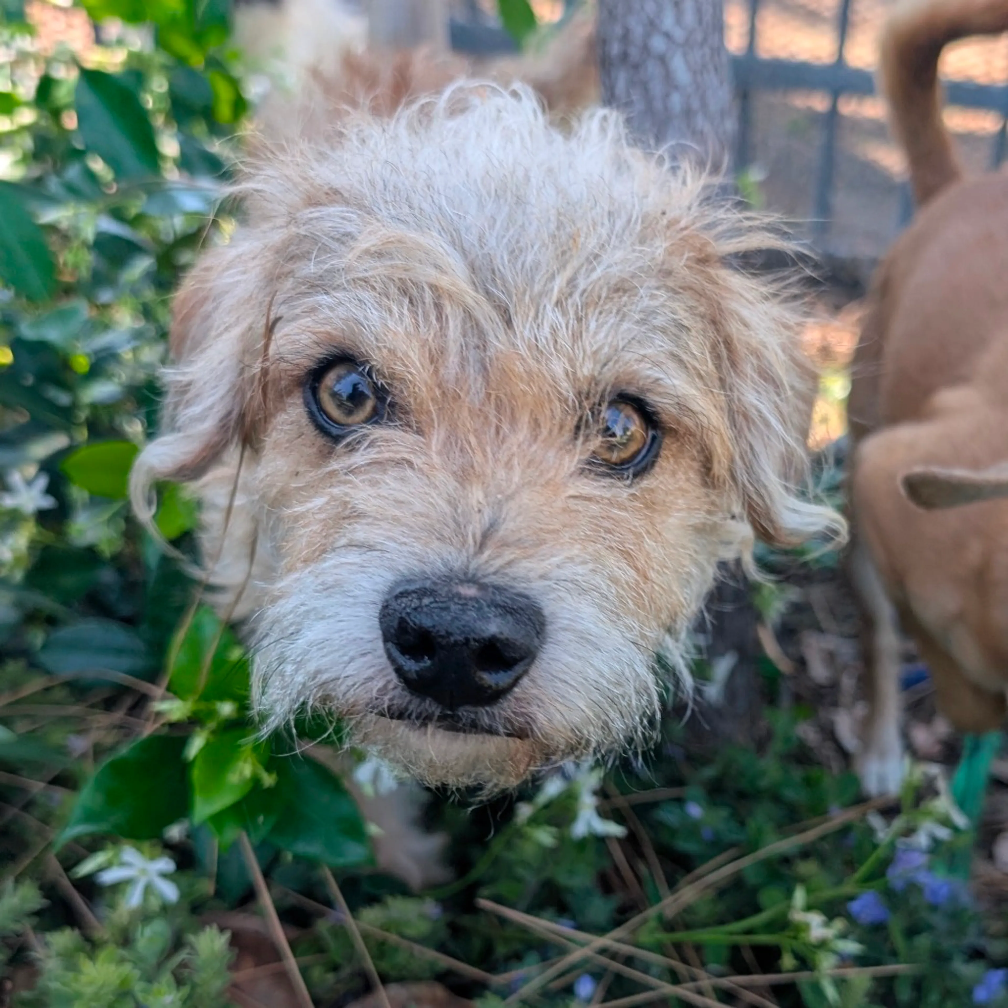 Found pet-4