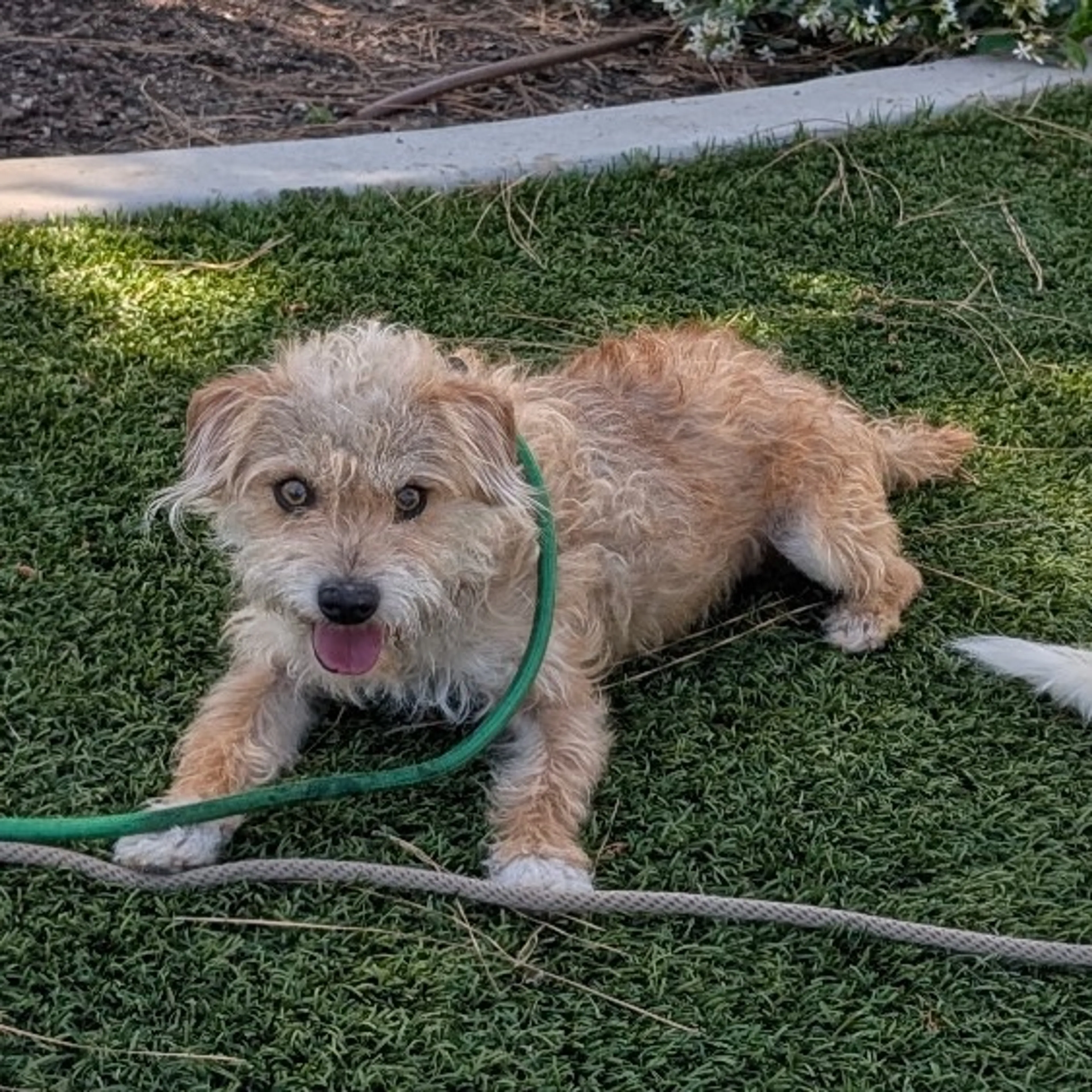 Found pet-5