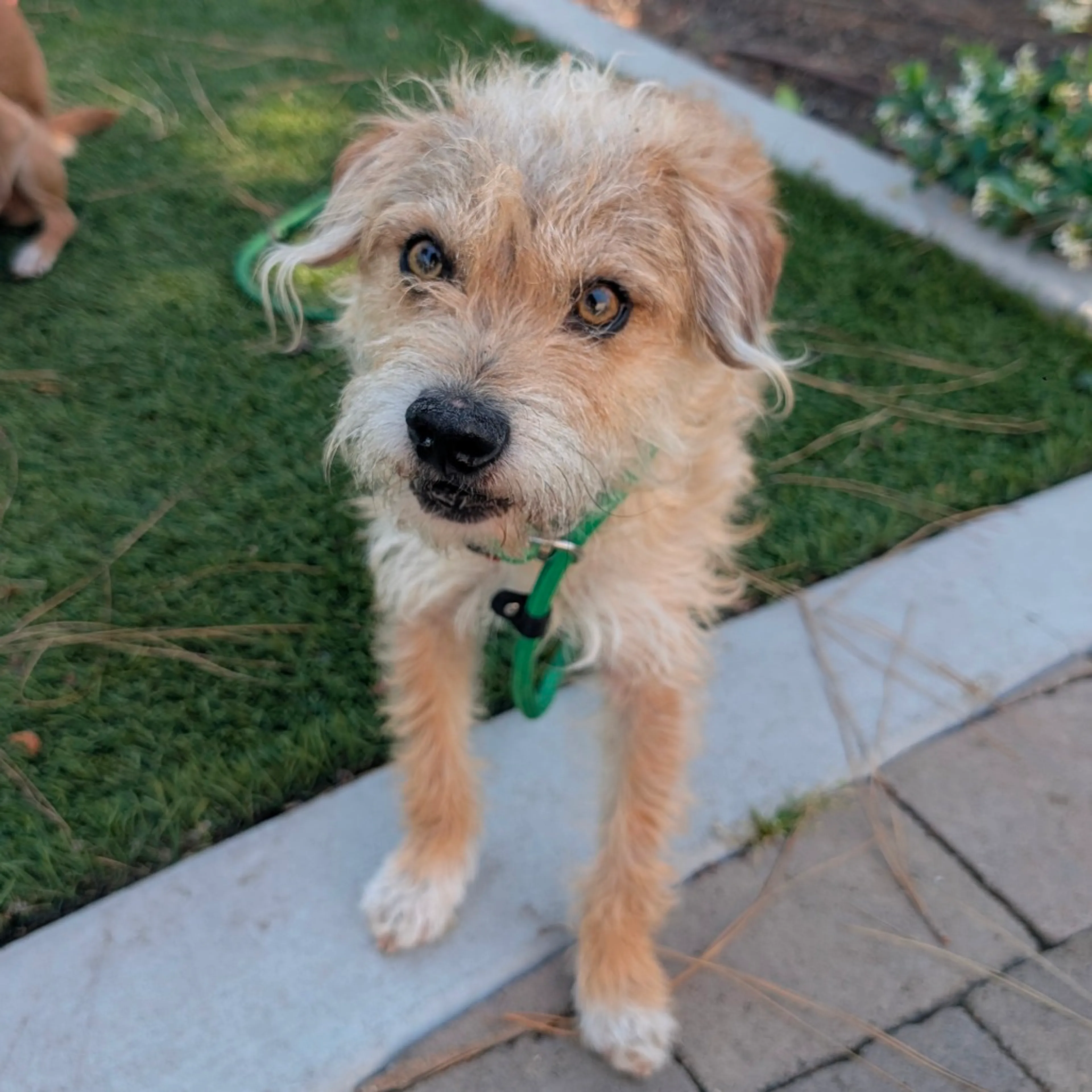Found pet-3