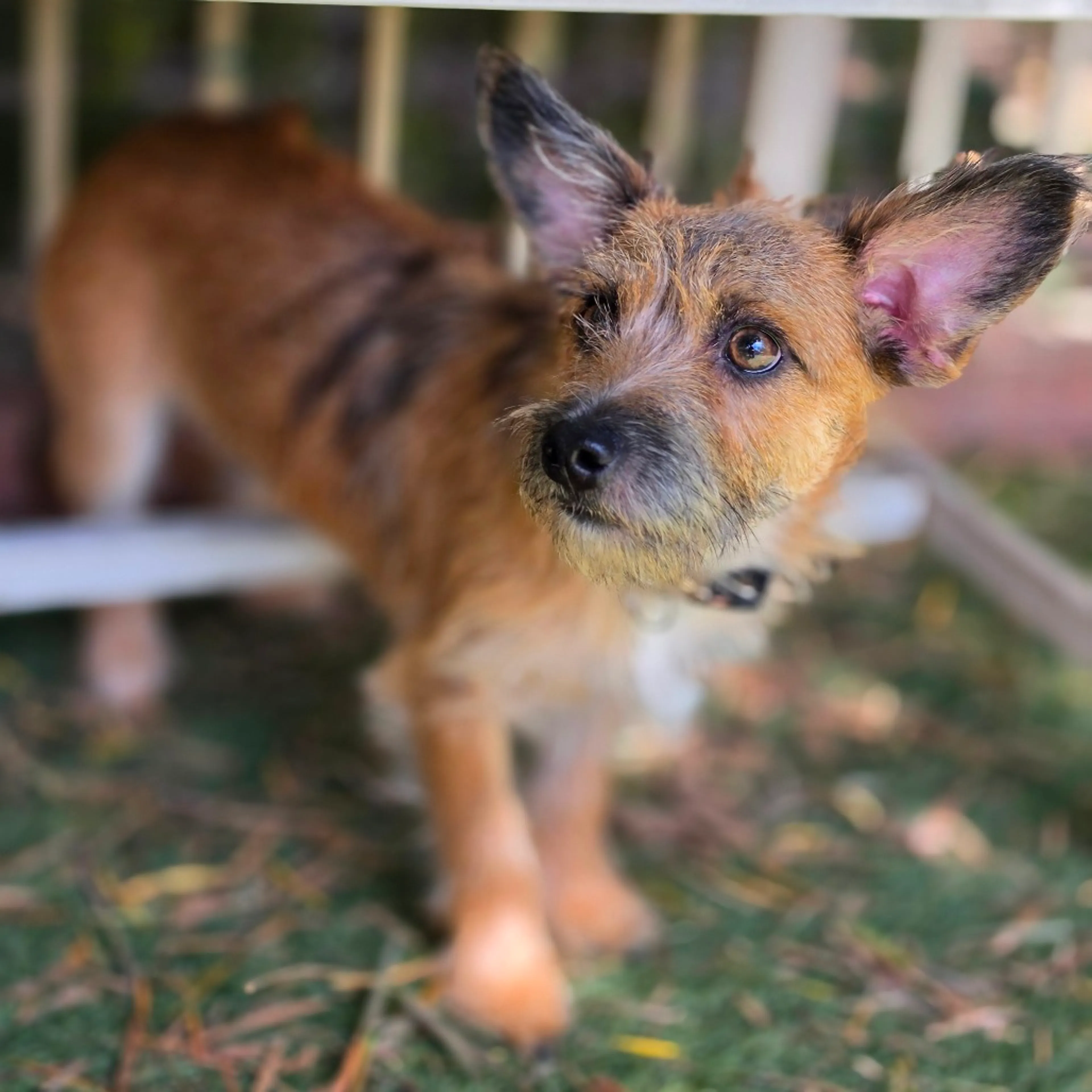 Found pet-8