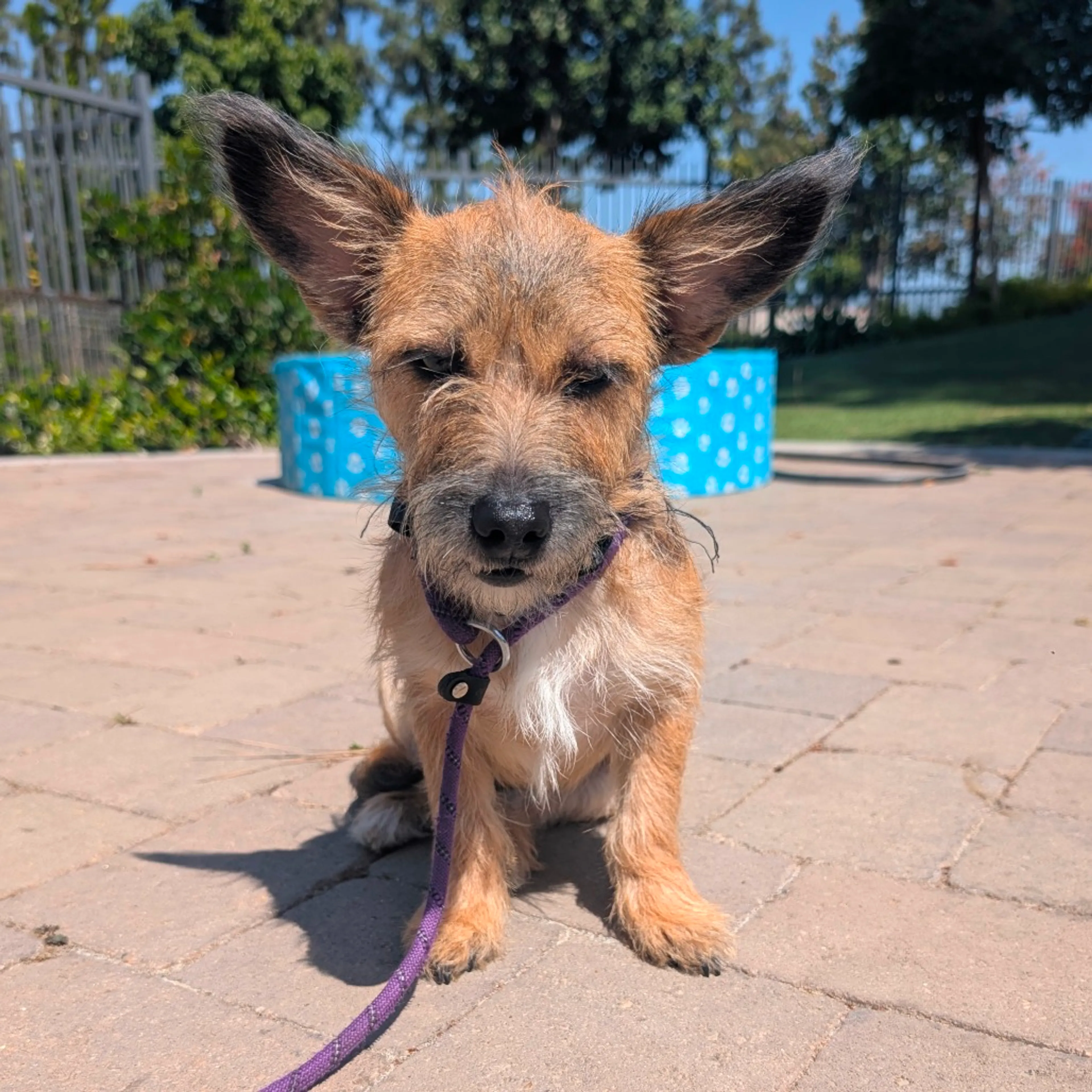 Found pet-20