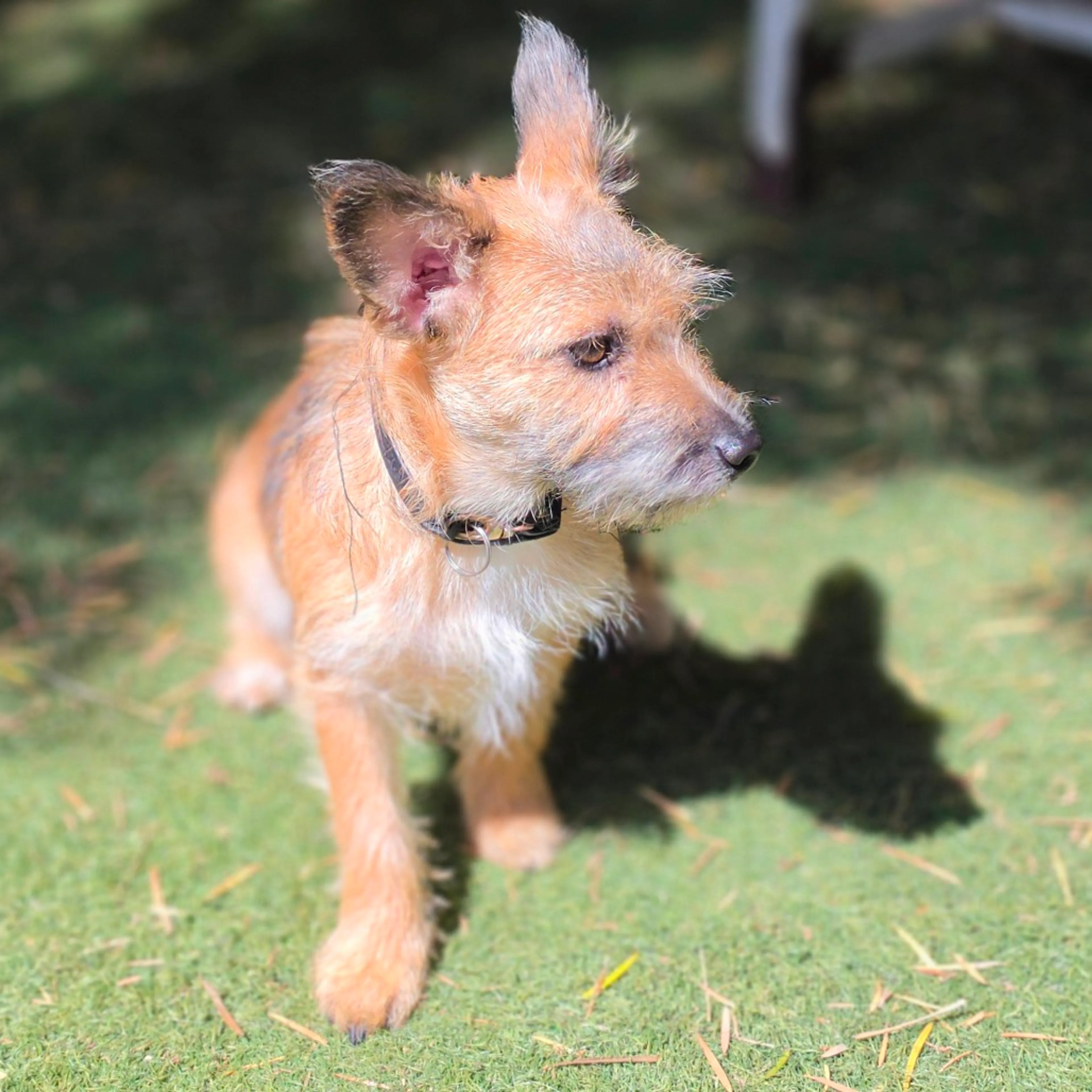 Found pet-5
