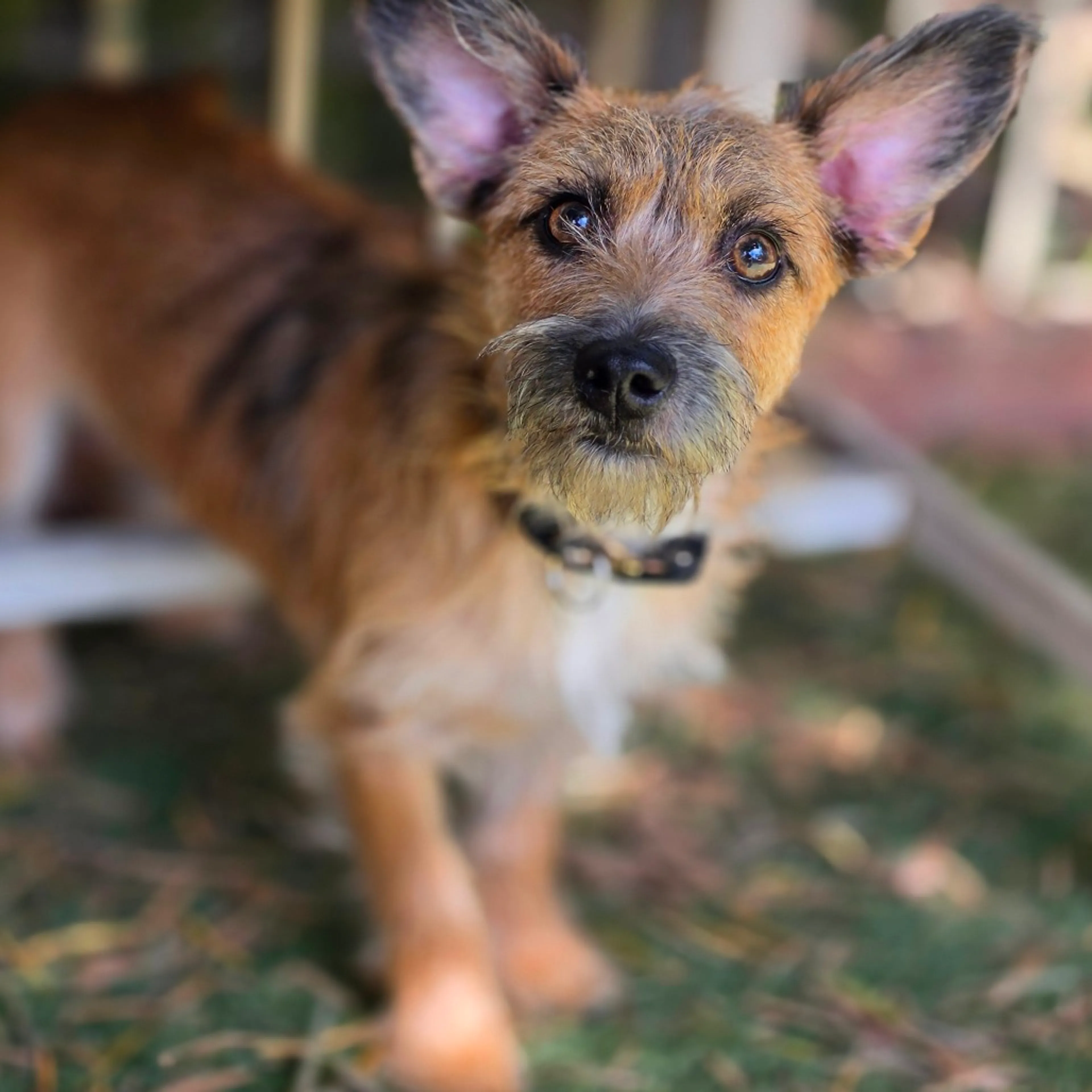 Found pet-6