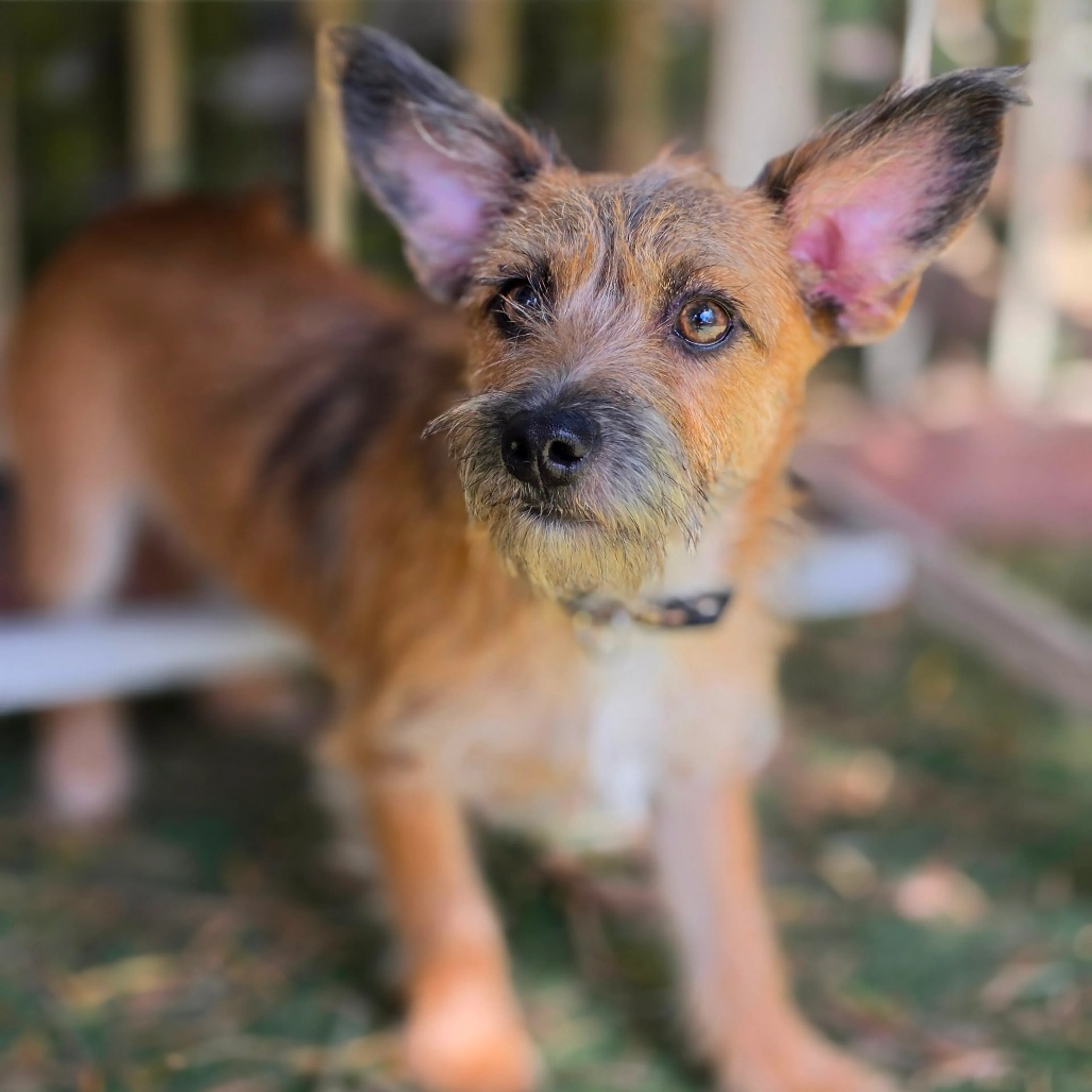 Found pet-7