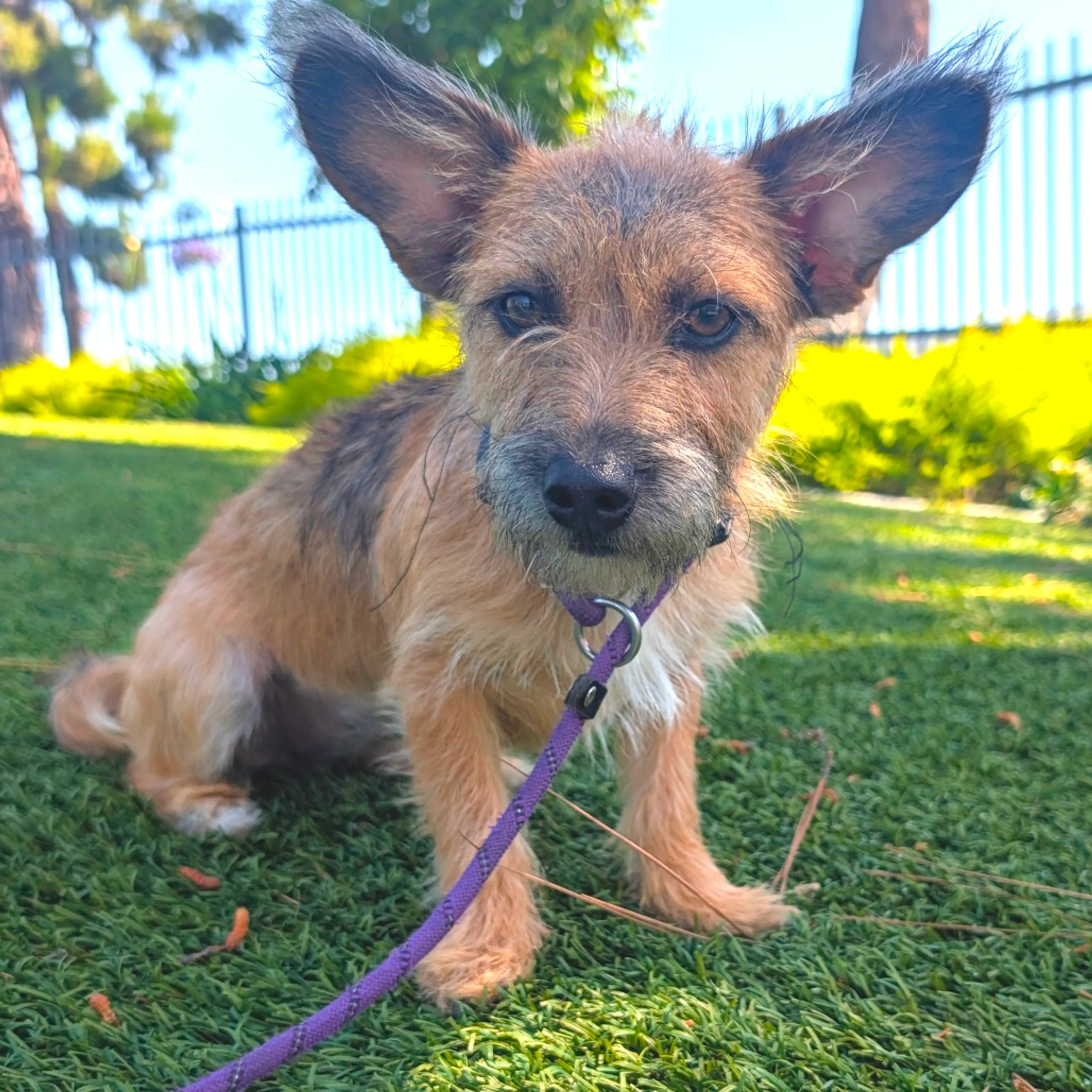 Found pet-24