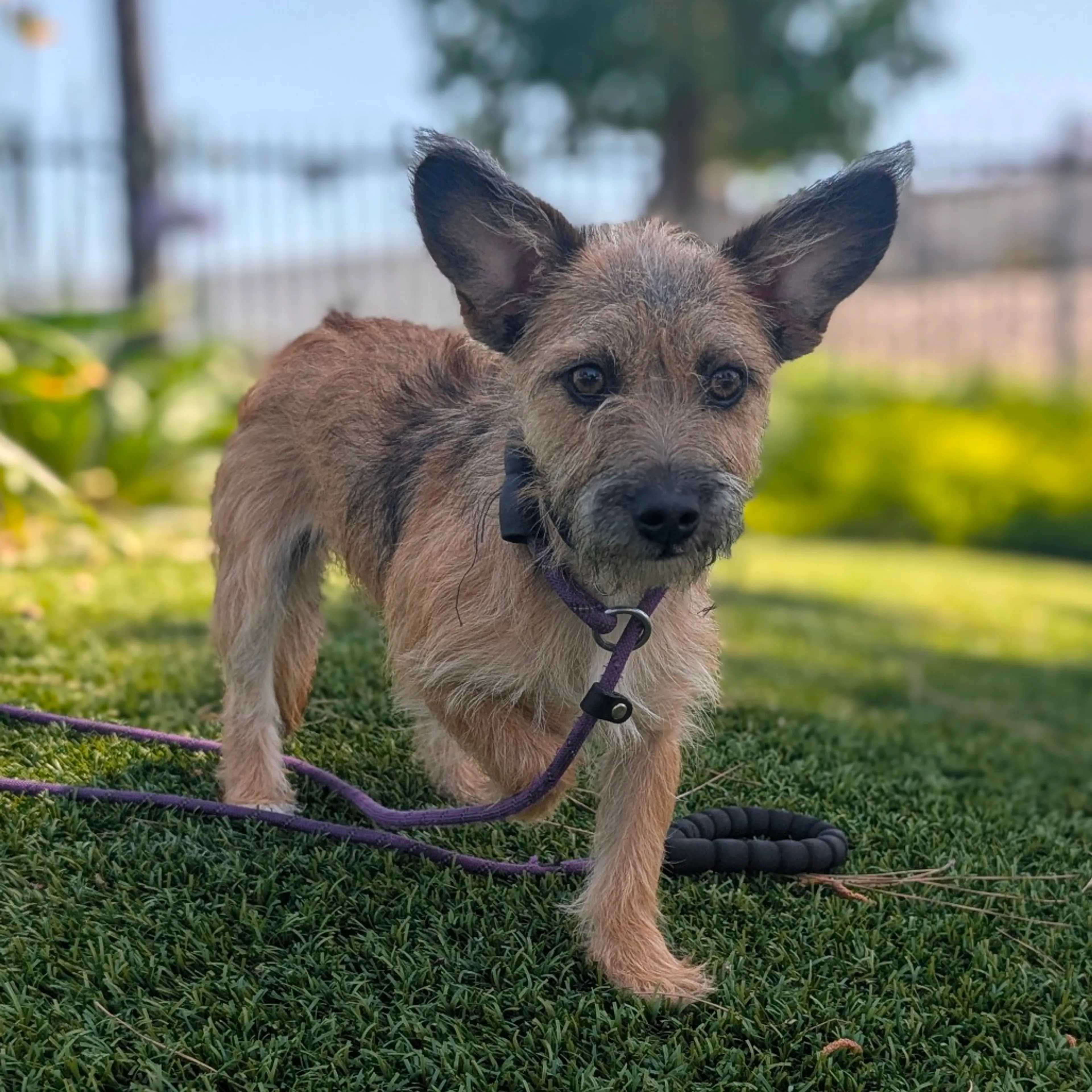 Found pet-19