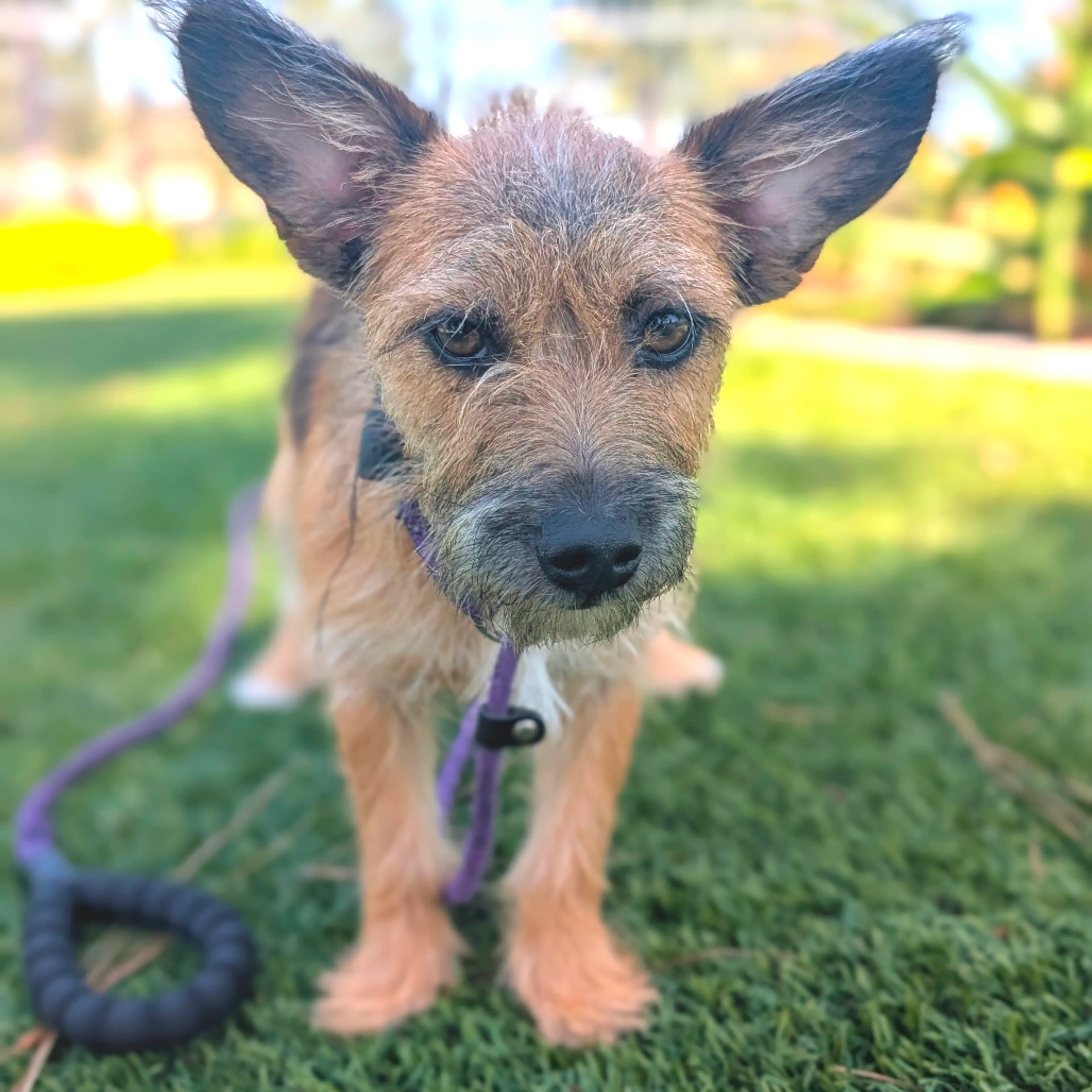 Found pet-18