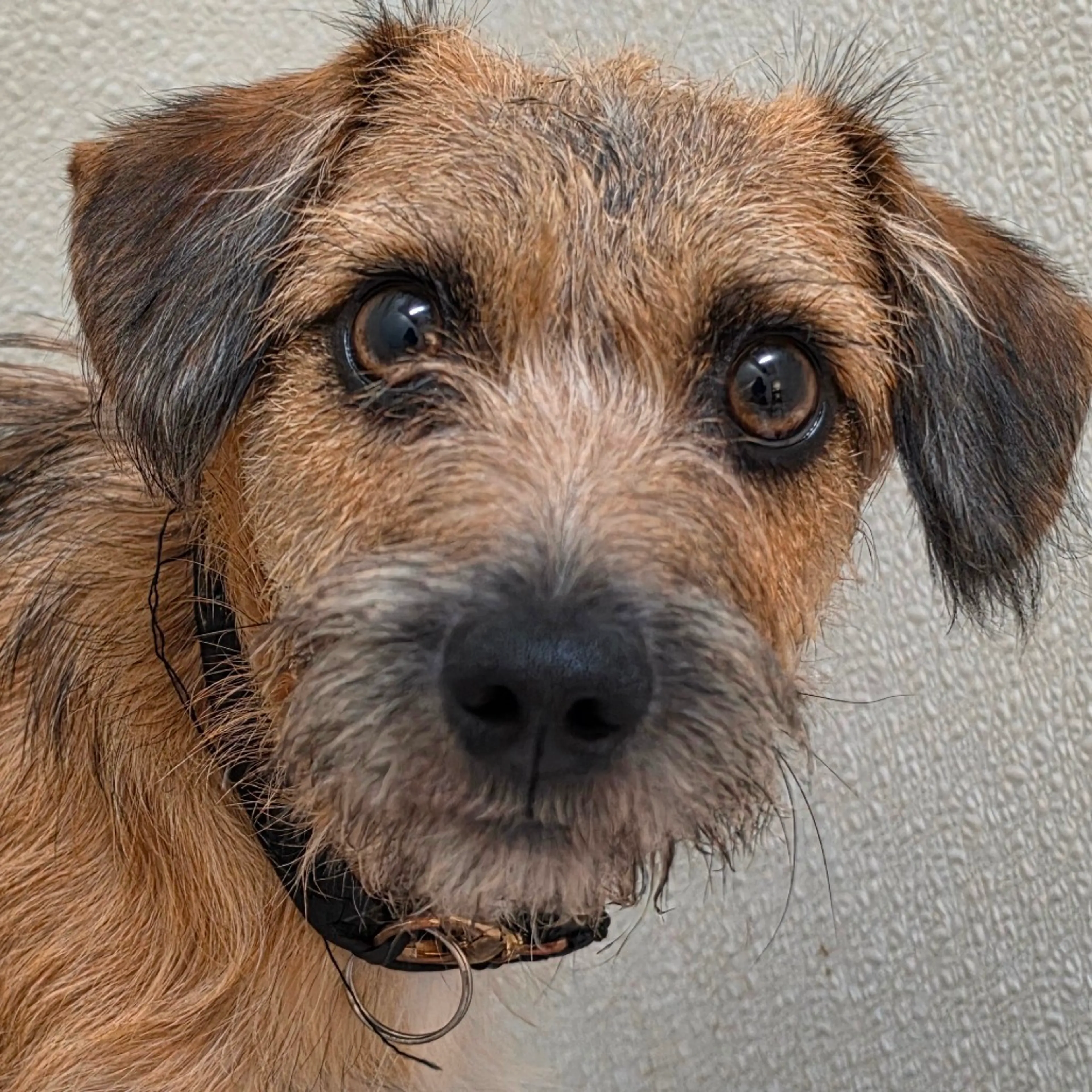 Found pet-3