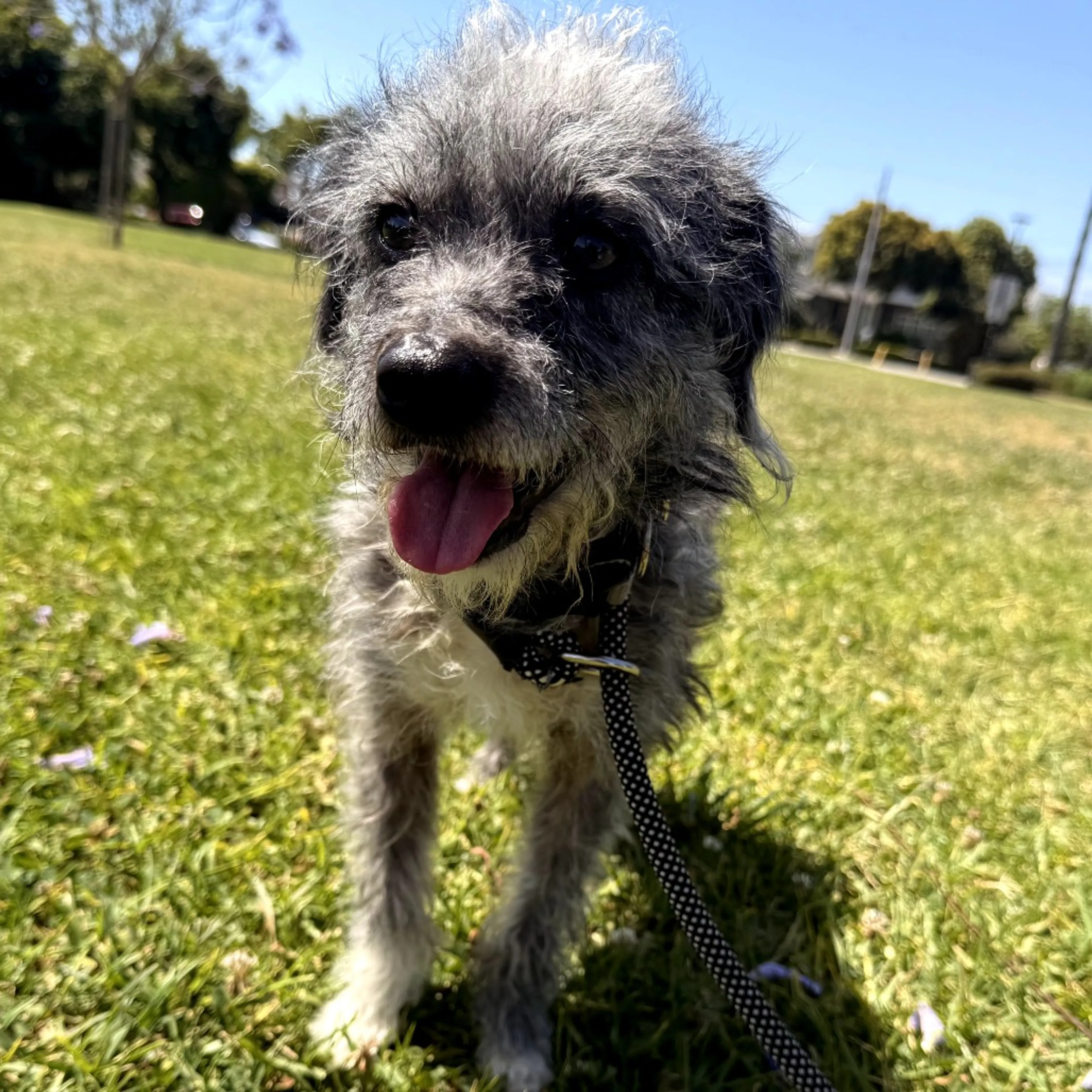 Found pet-9