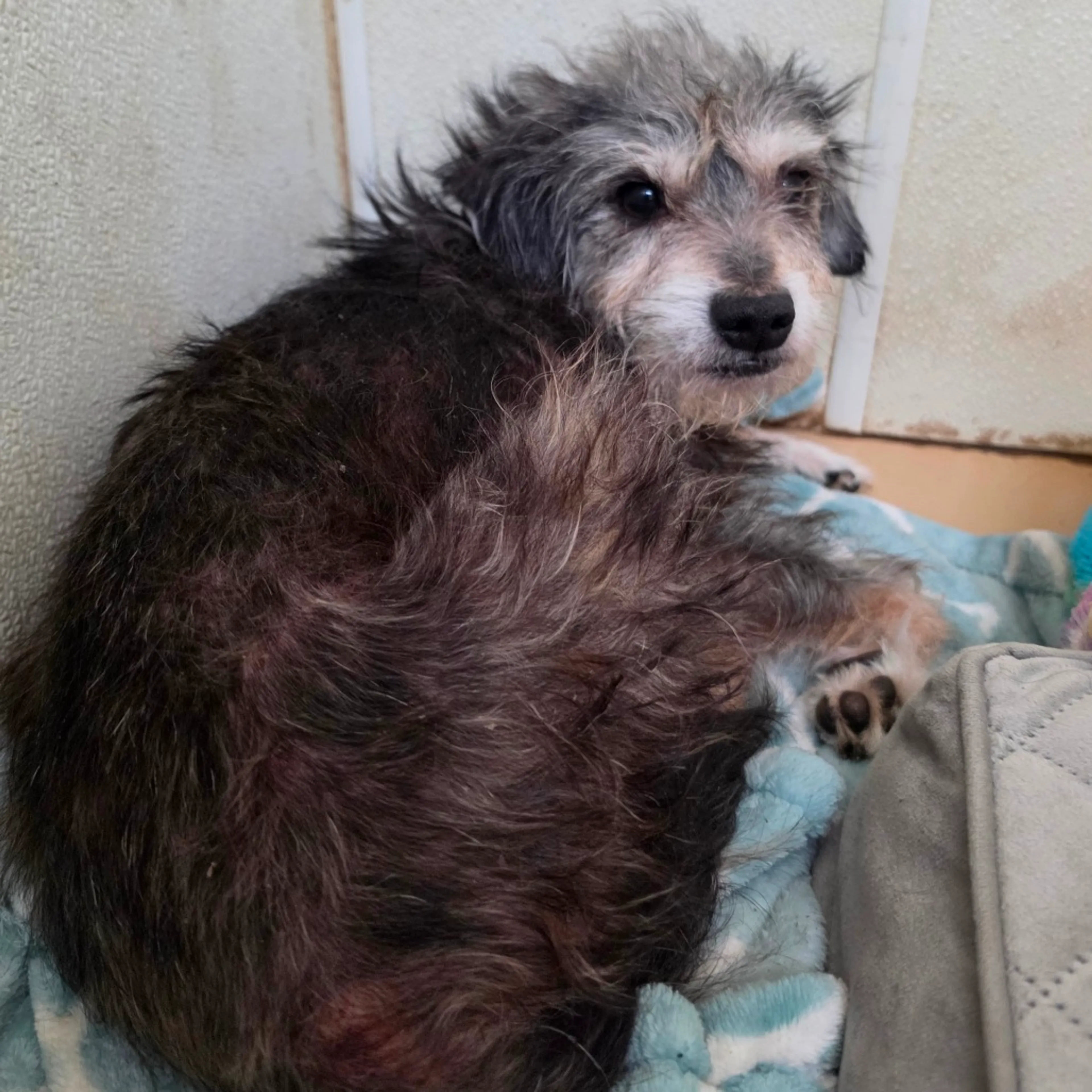Found pet-3