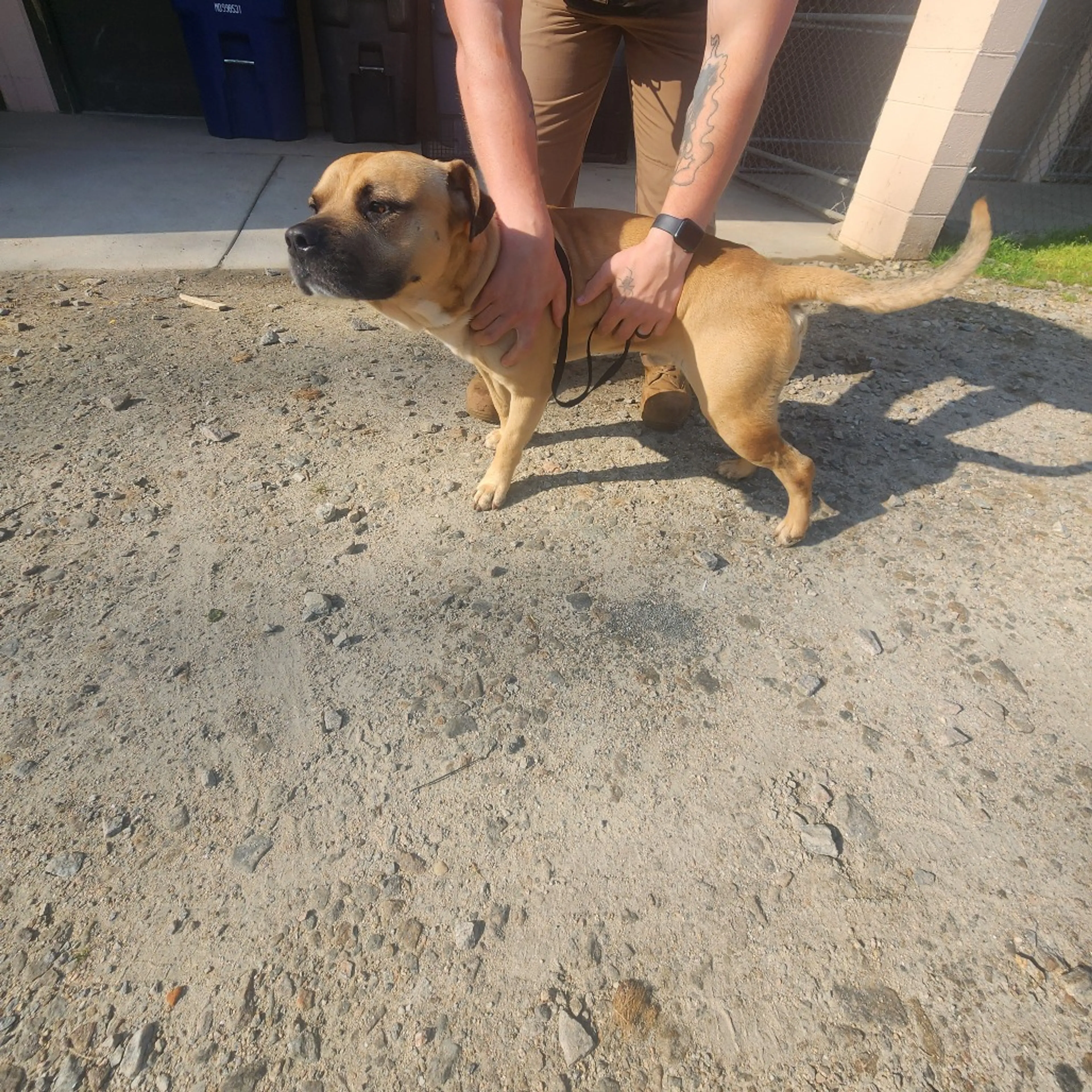 Found pet
