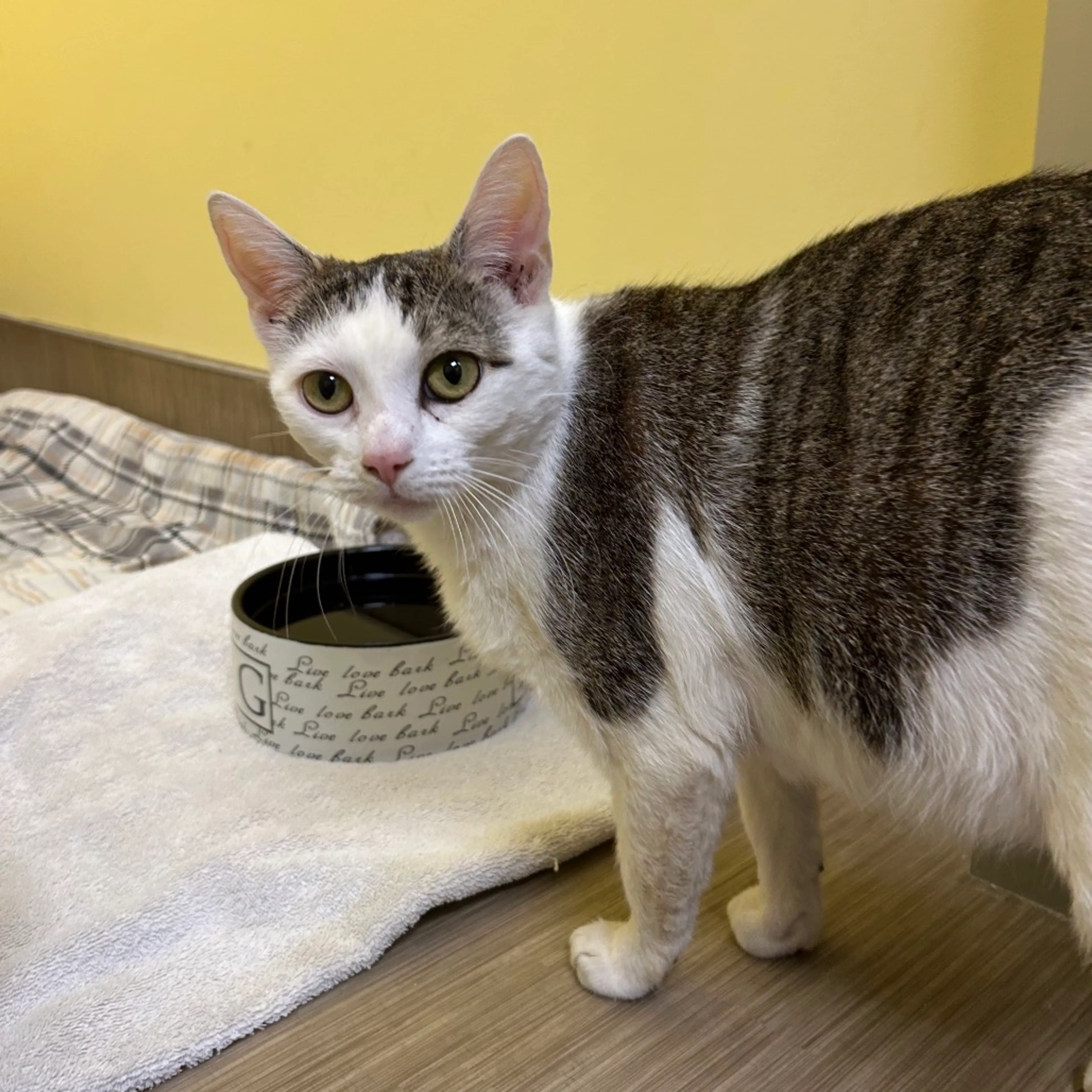 Found pet-1