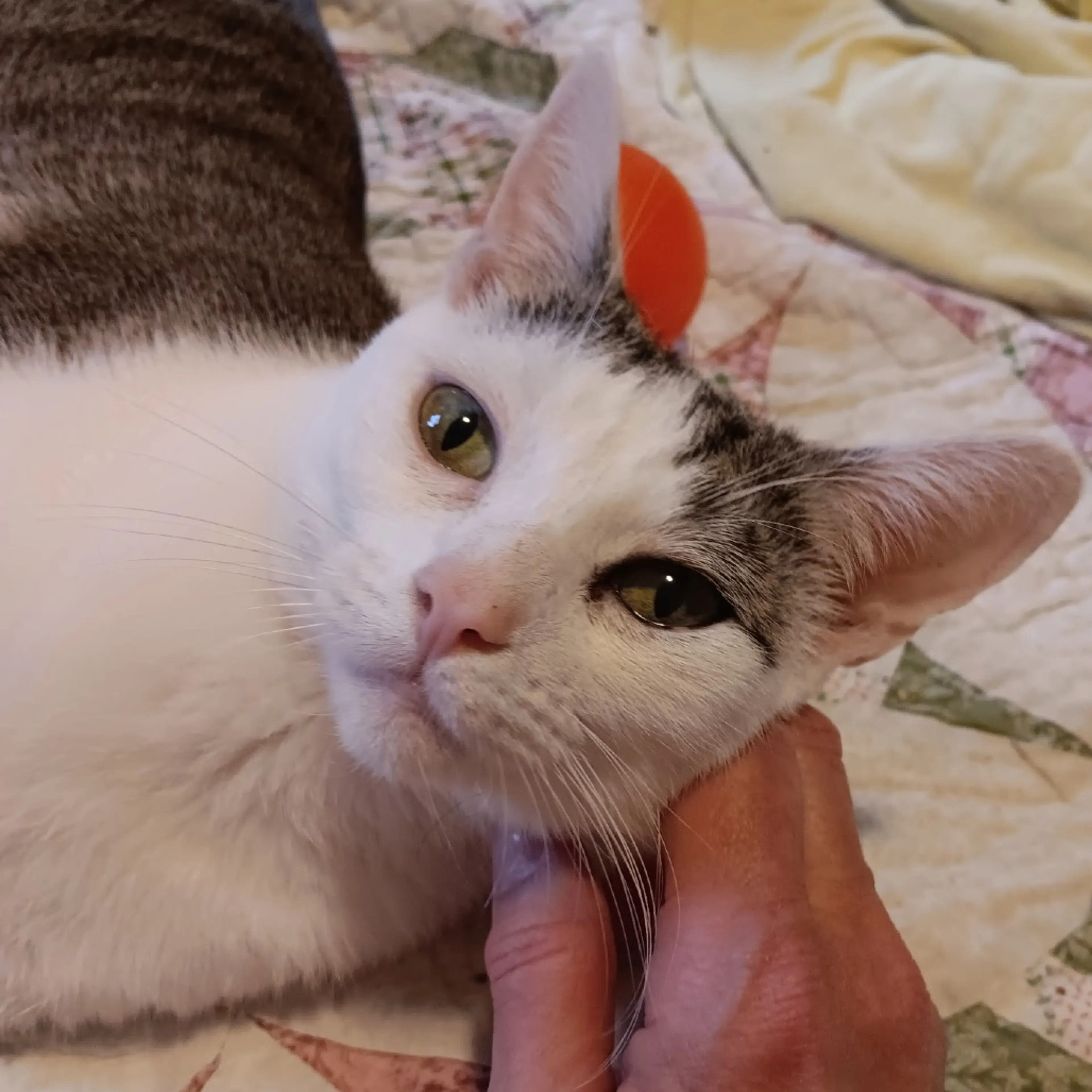 Found pet-2
