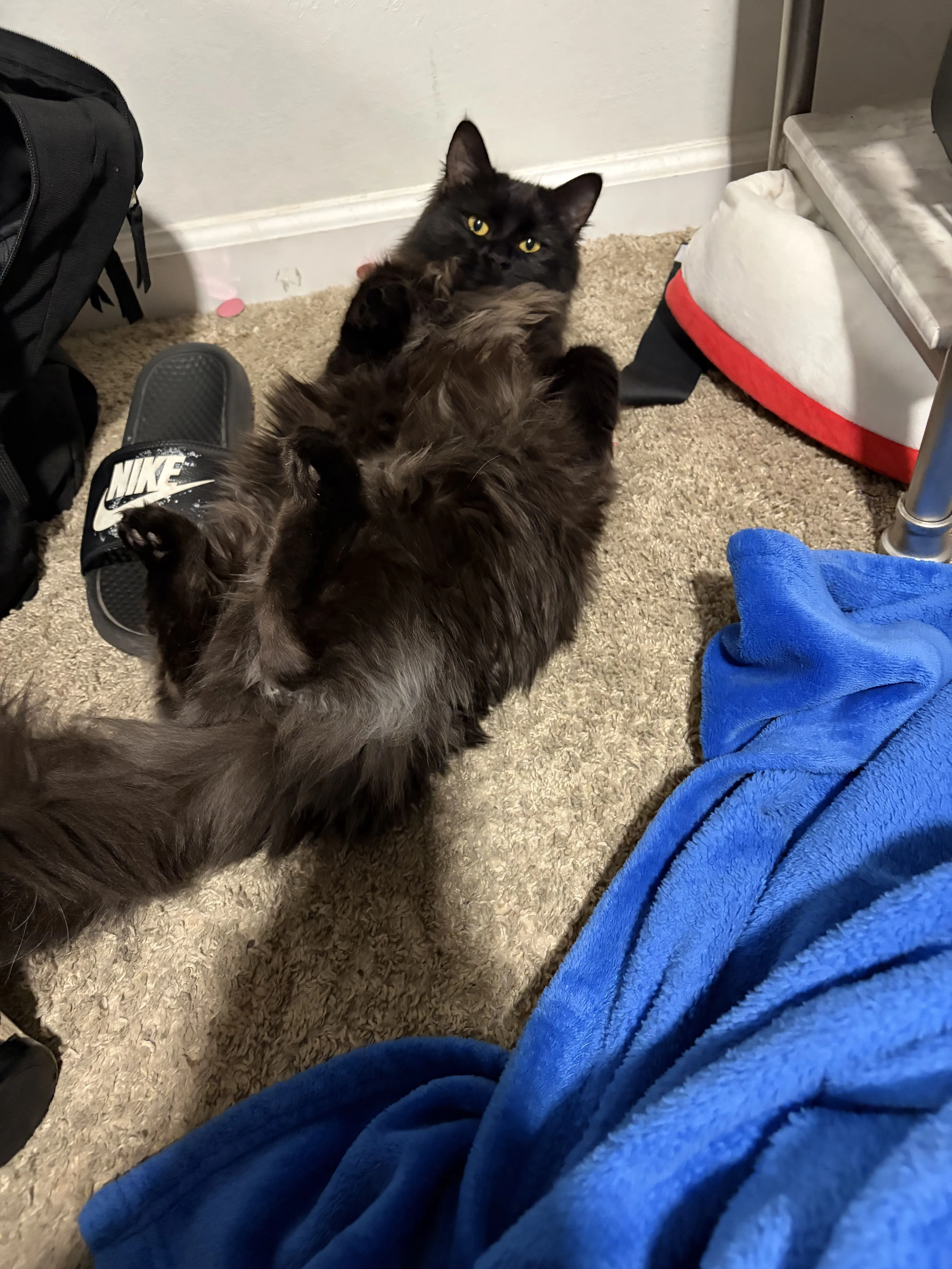 Lost pet-1