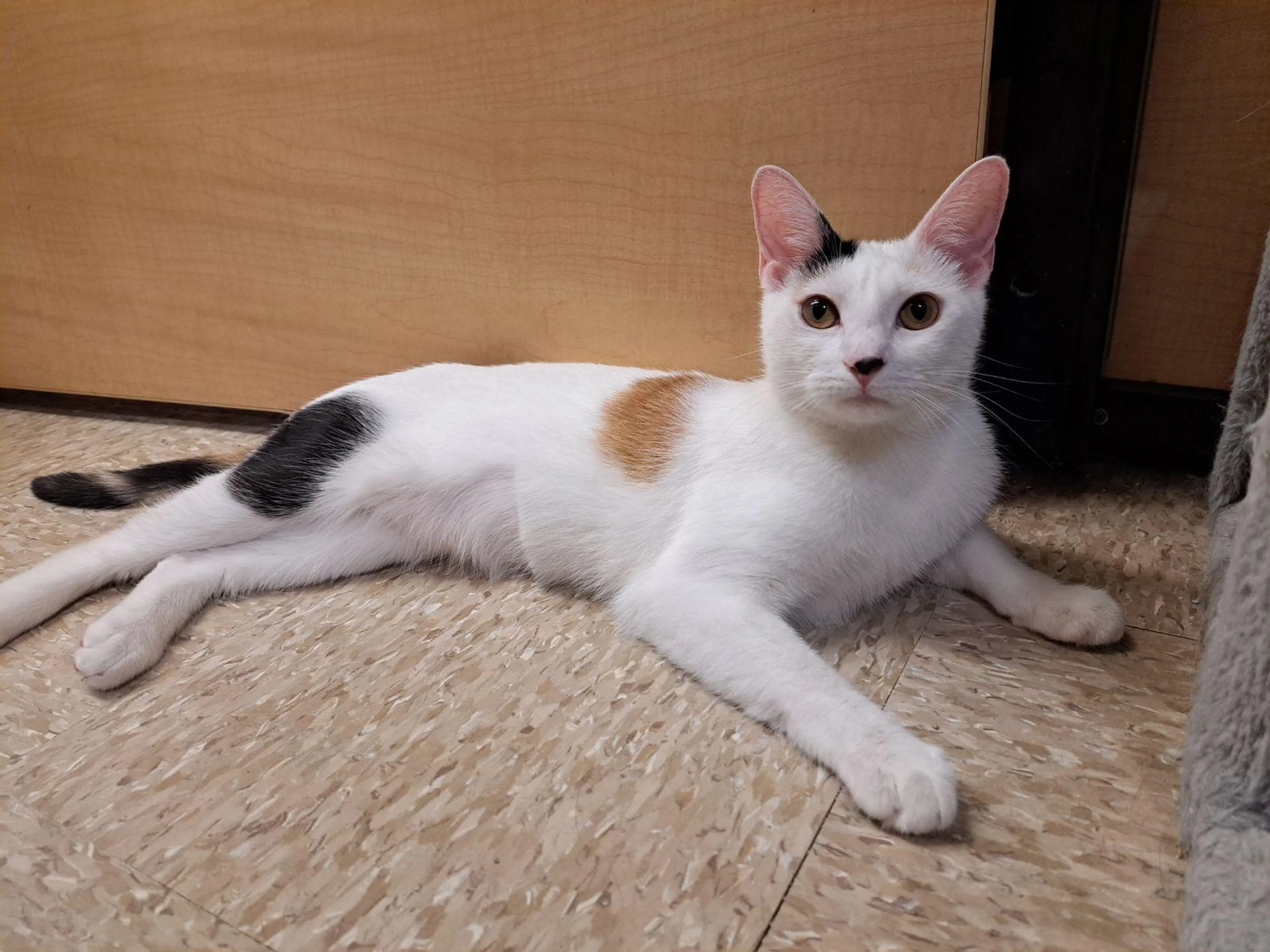 Found pet-1