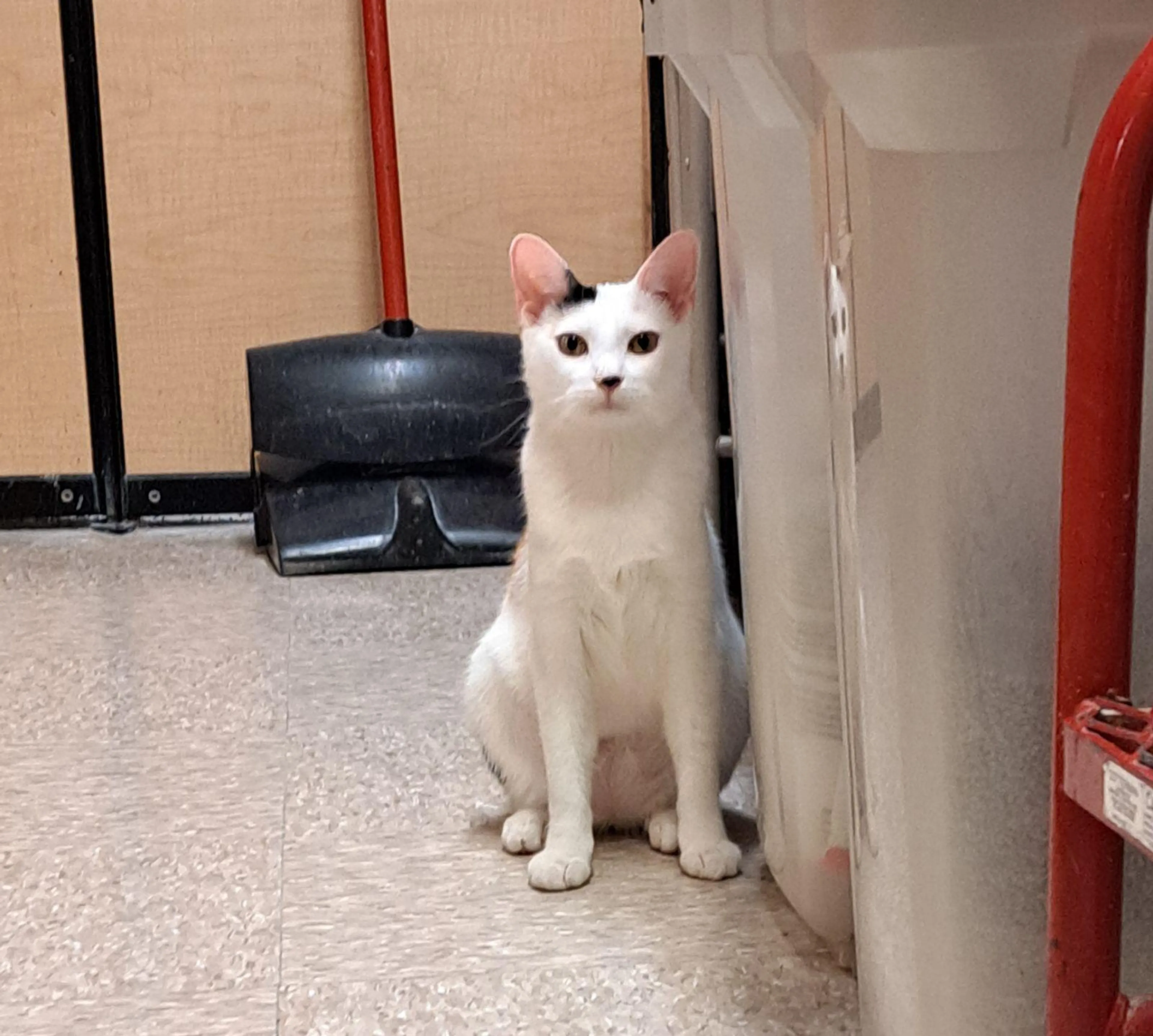 Found pet-2