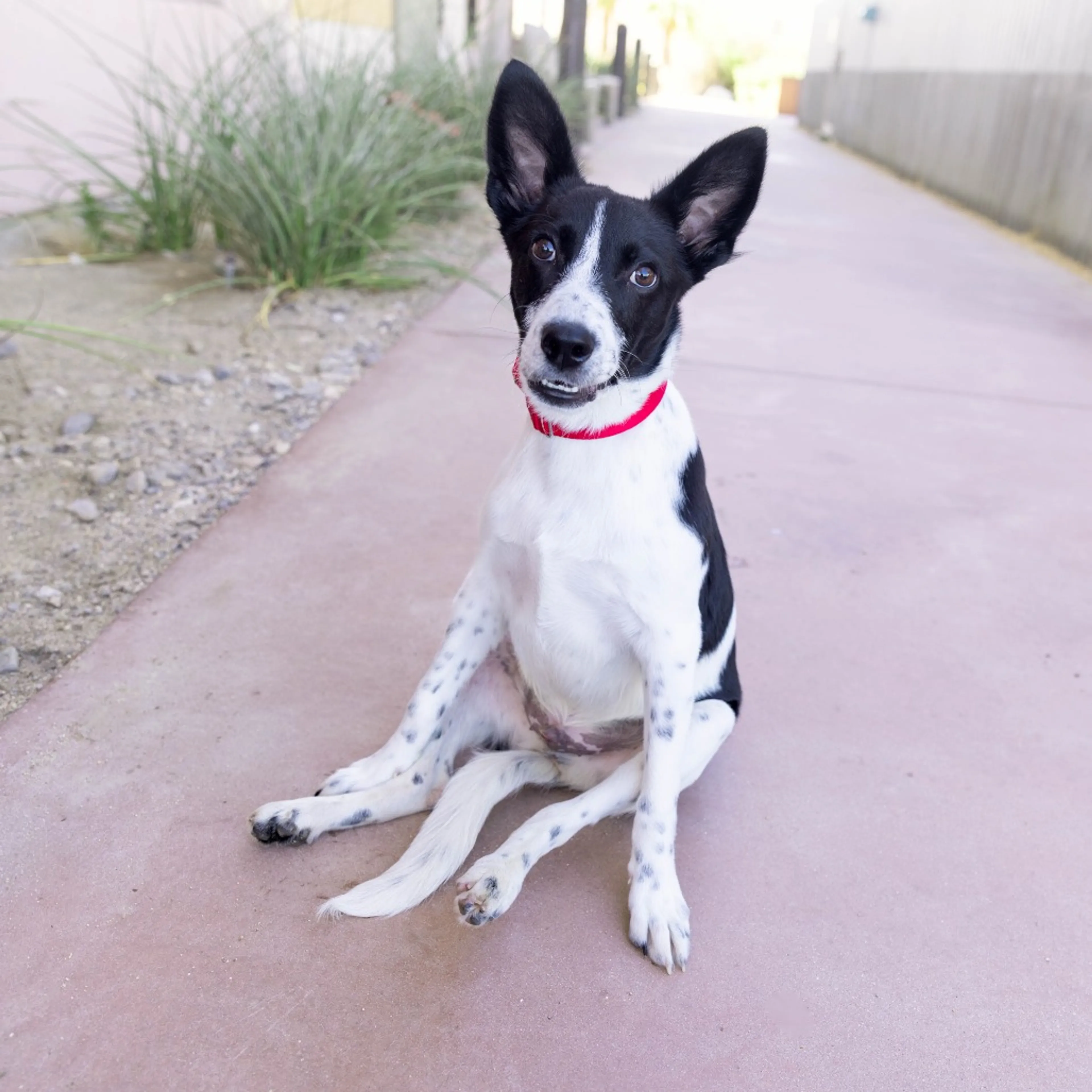 cdn image