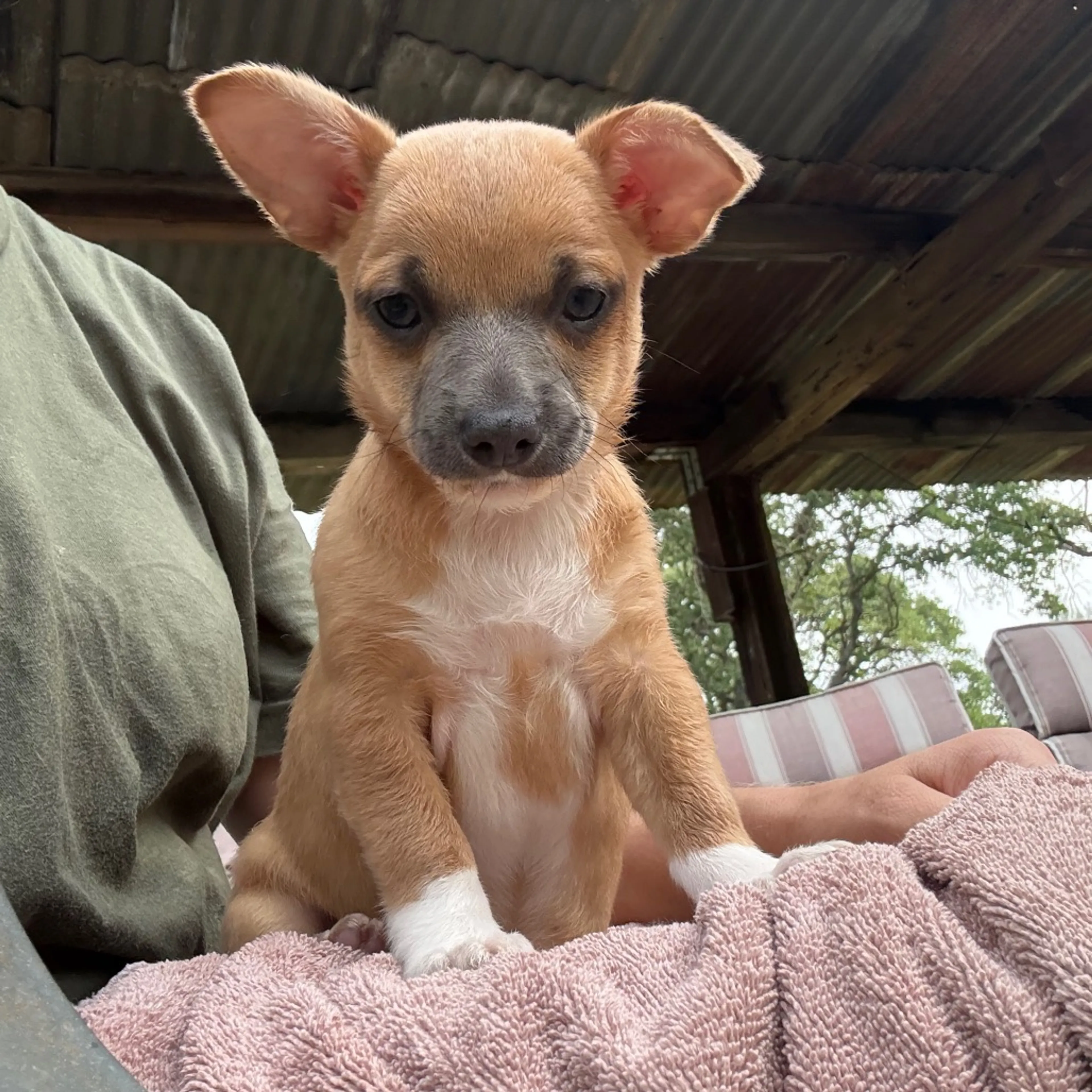 Found pet-4