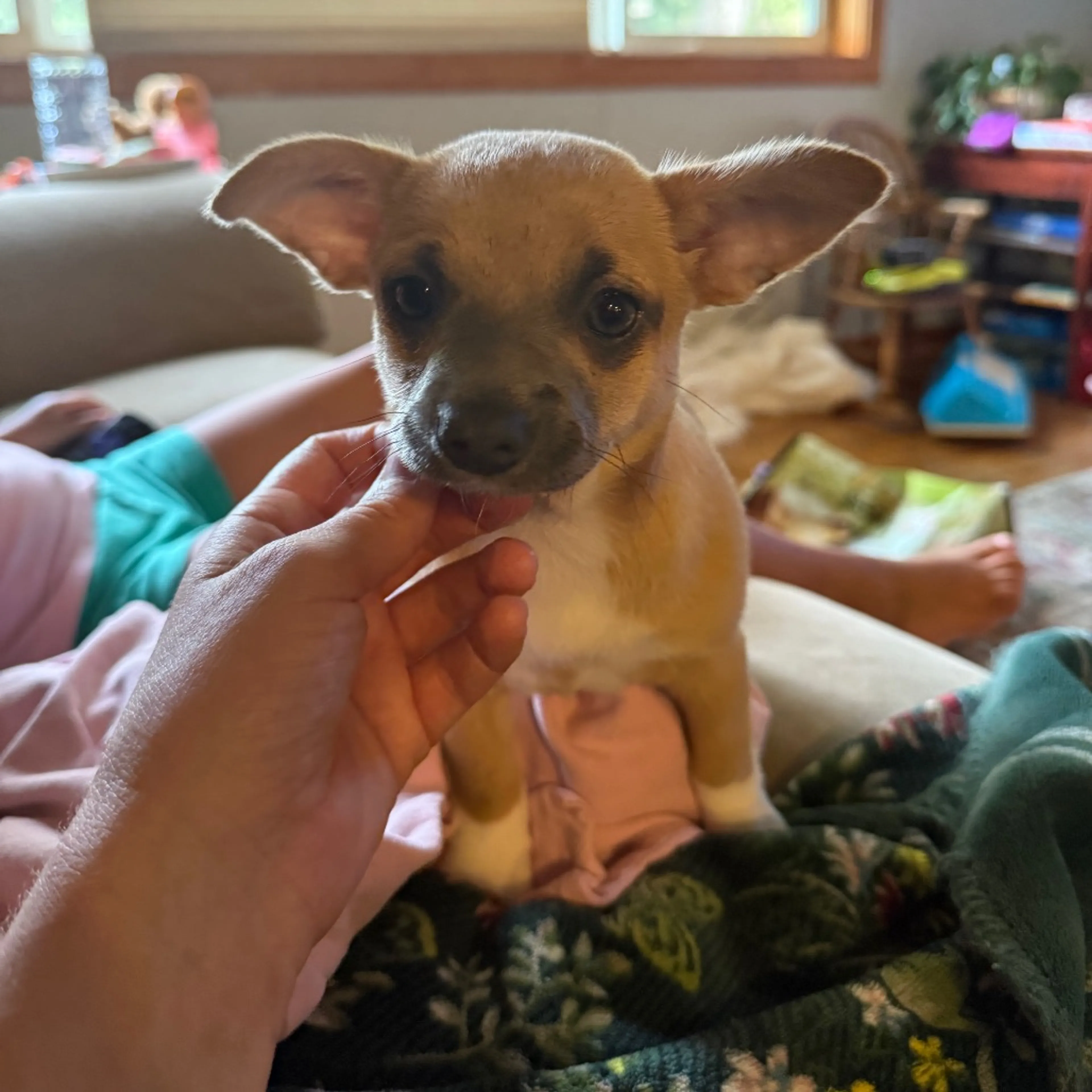 Found pet-6