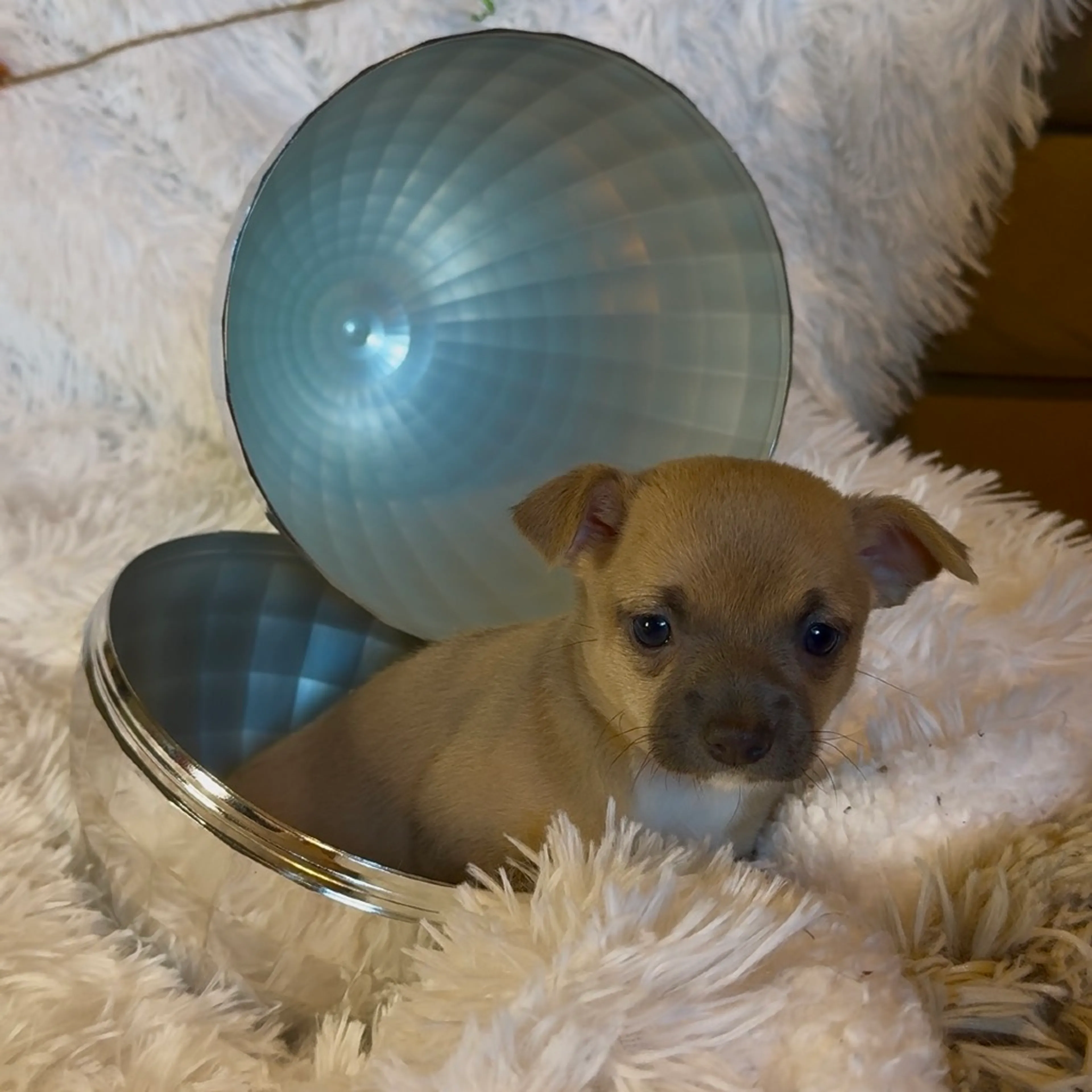 Found pet-3