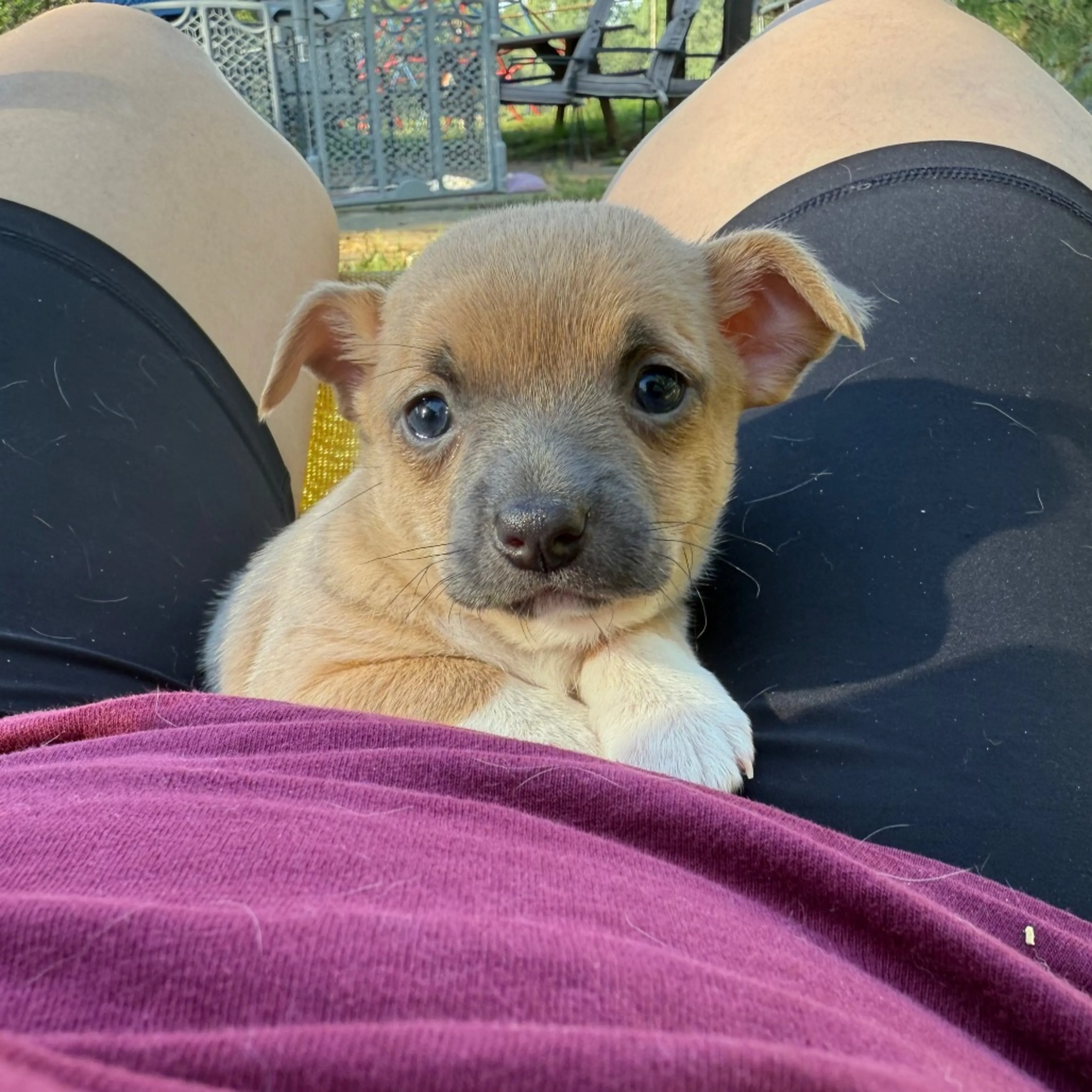 Found pet-2