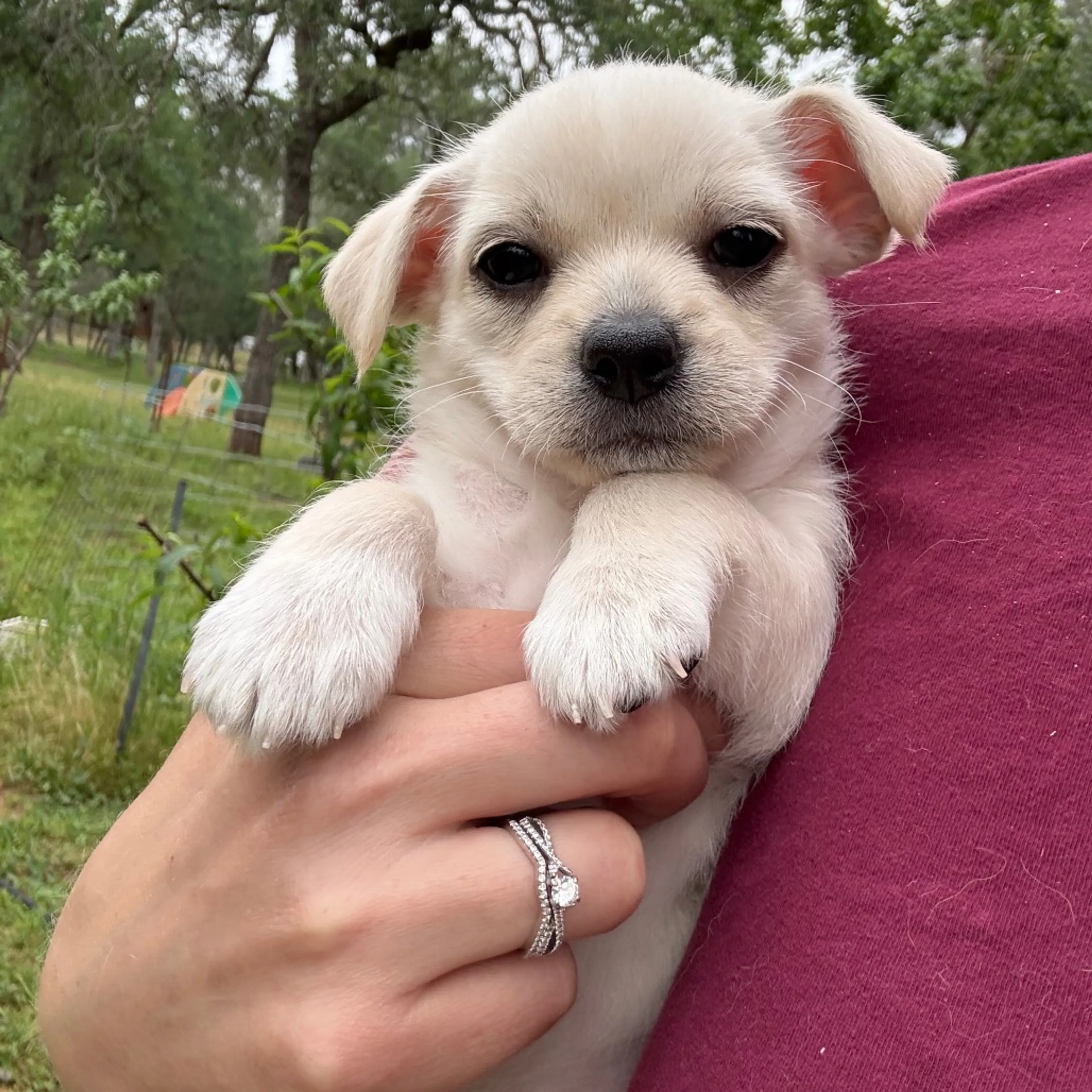 Found pet-1