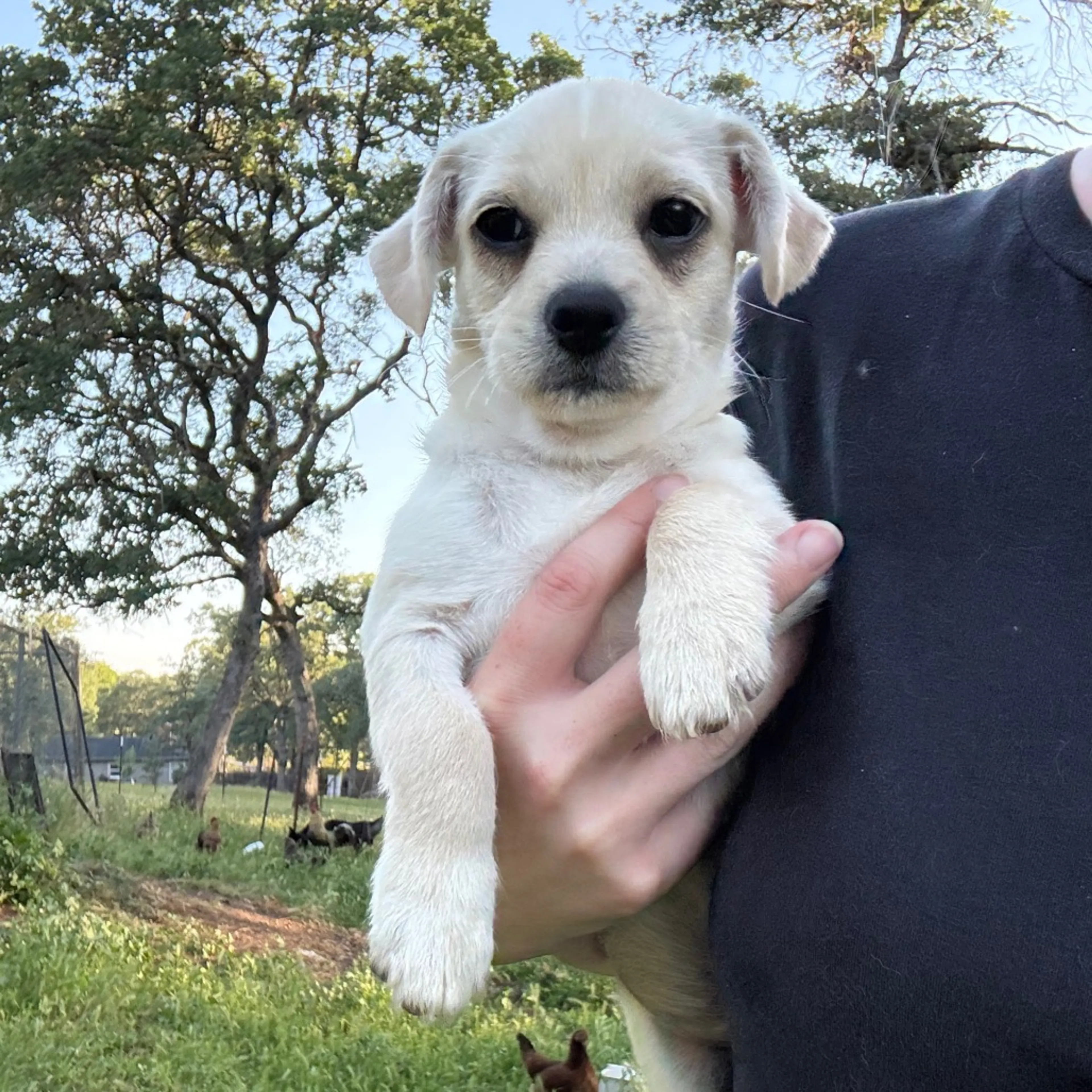 Found pet-2