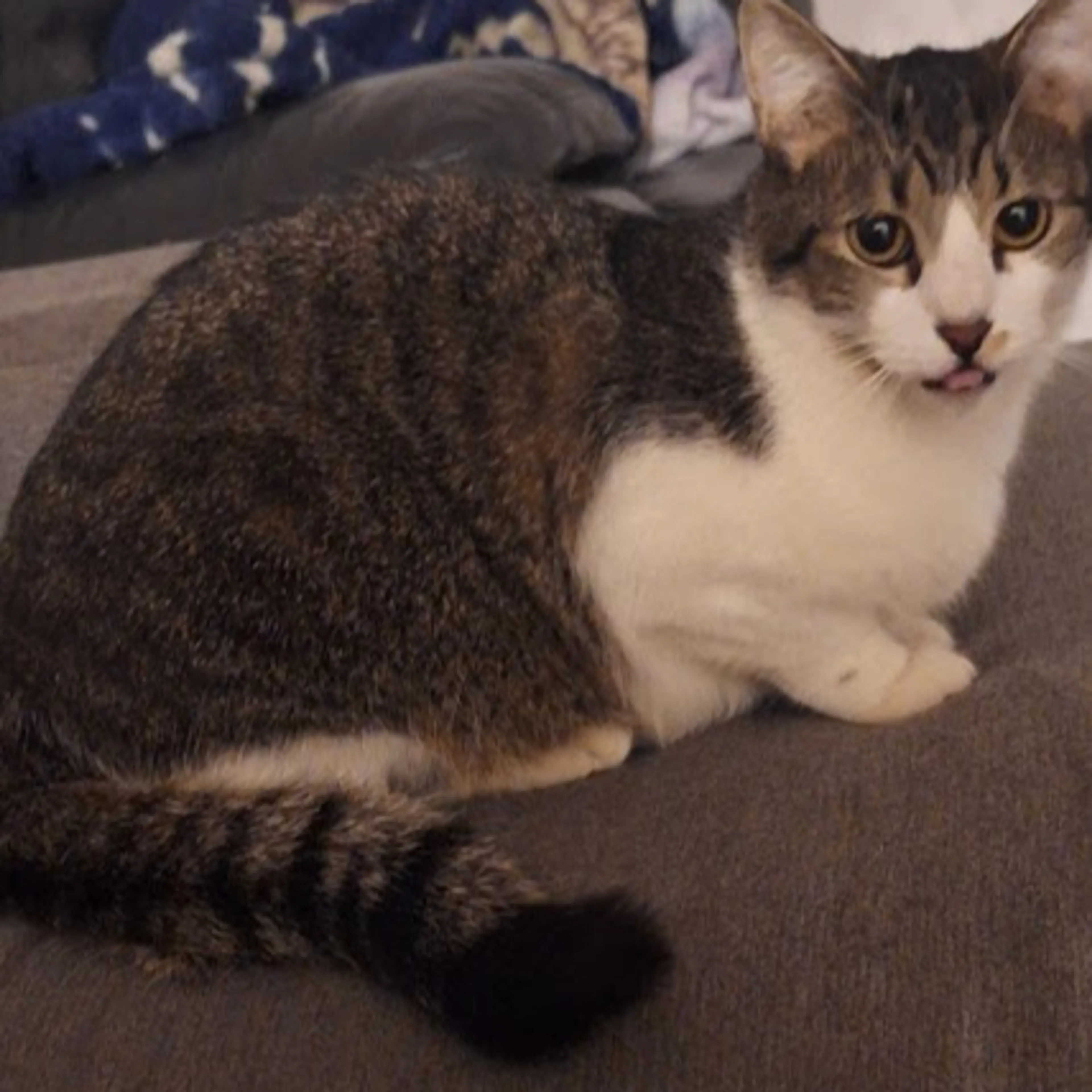 Lost pet-1