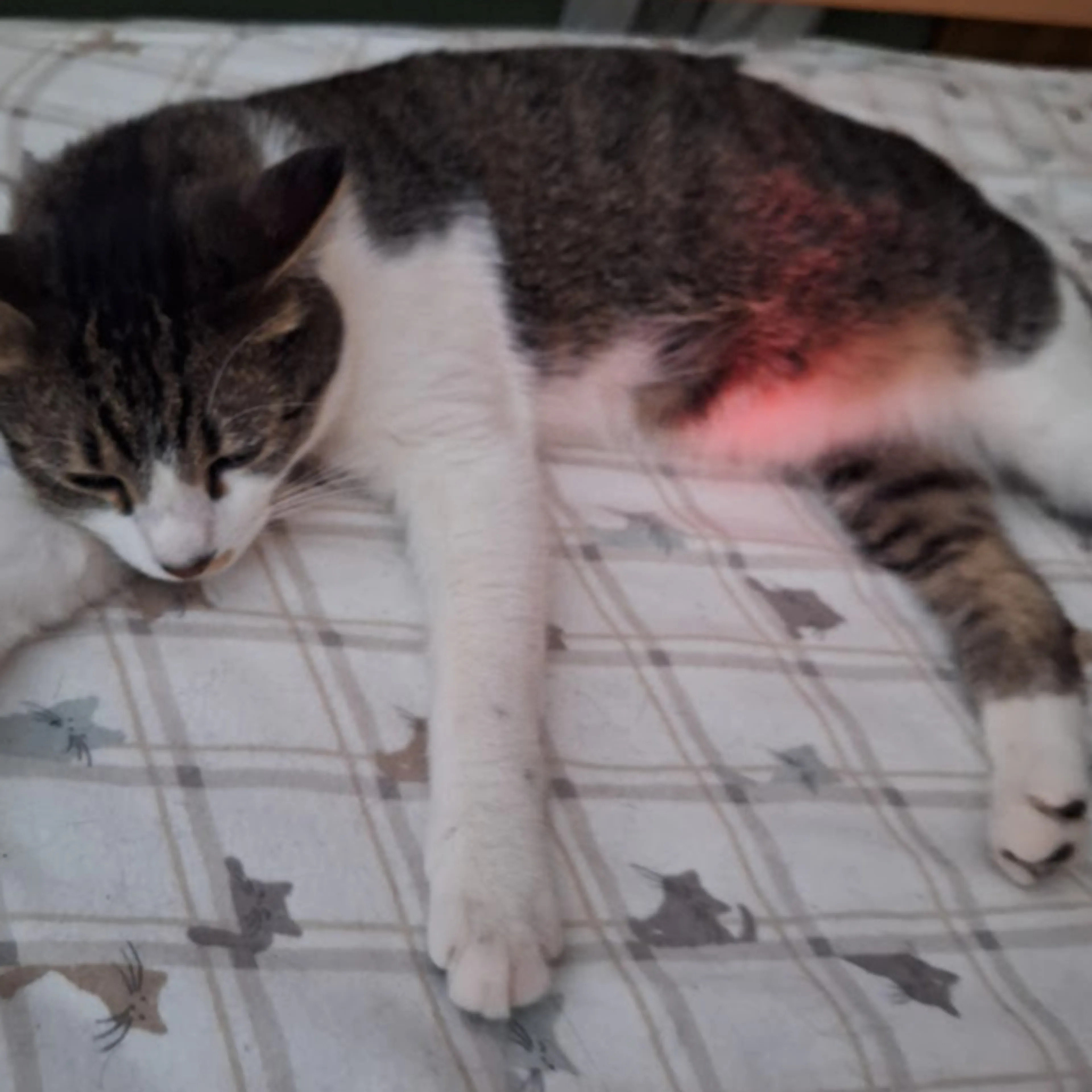 Lost pet-3