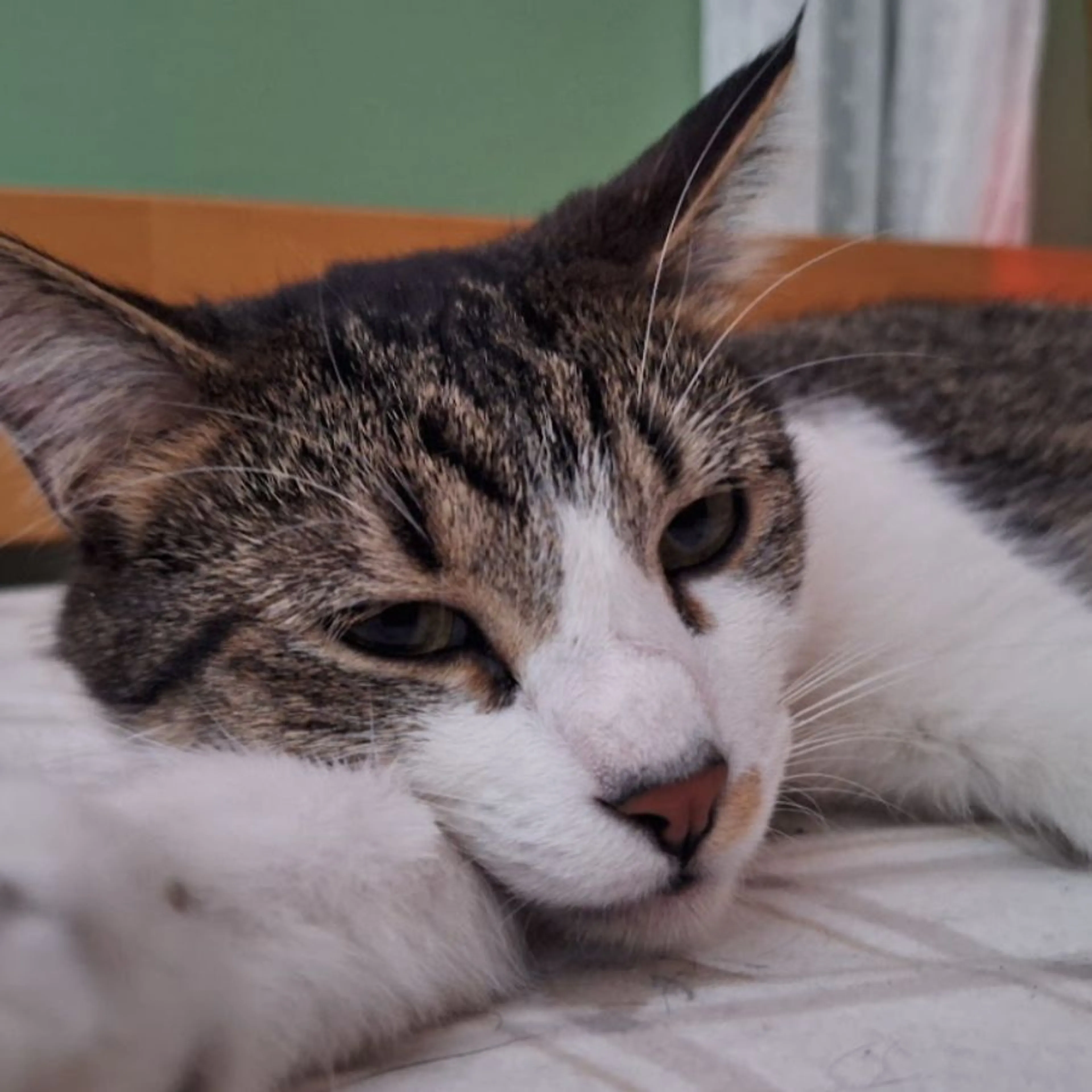 Lost pet-0