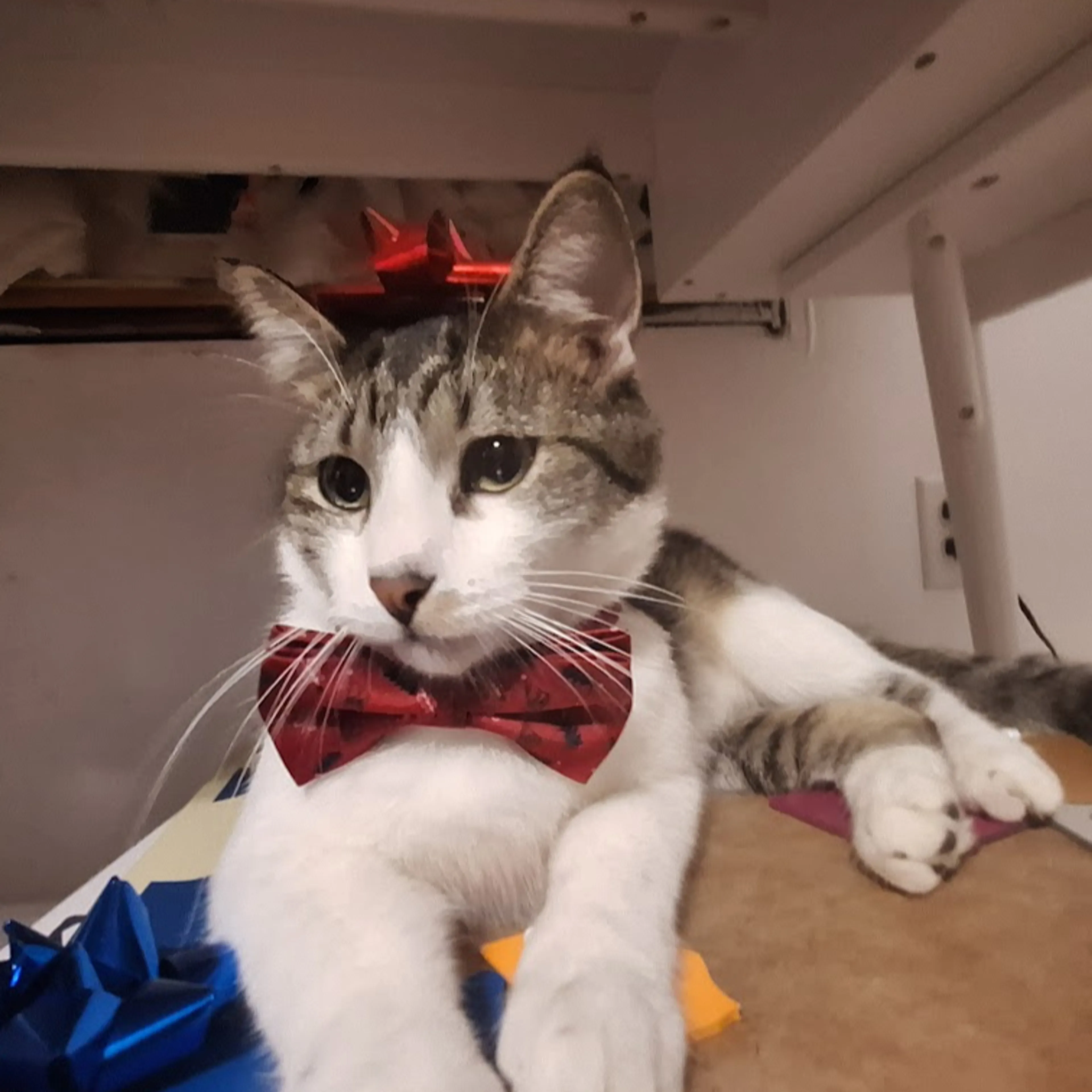 Lost pet-2