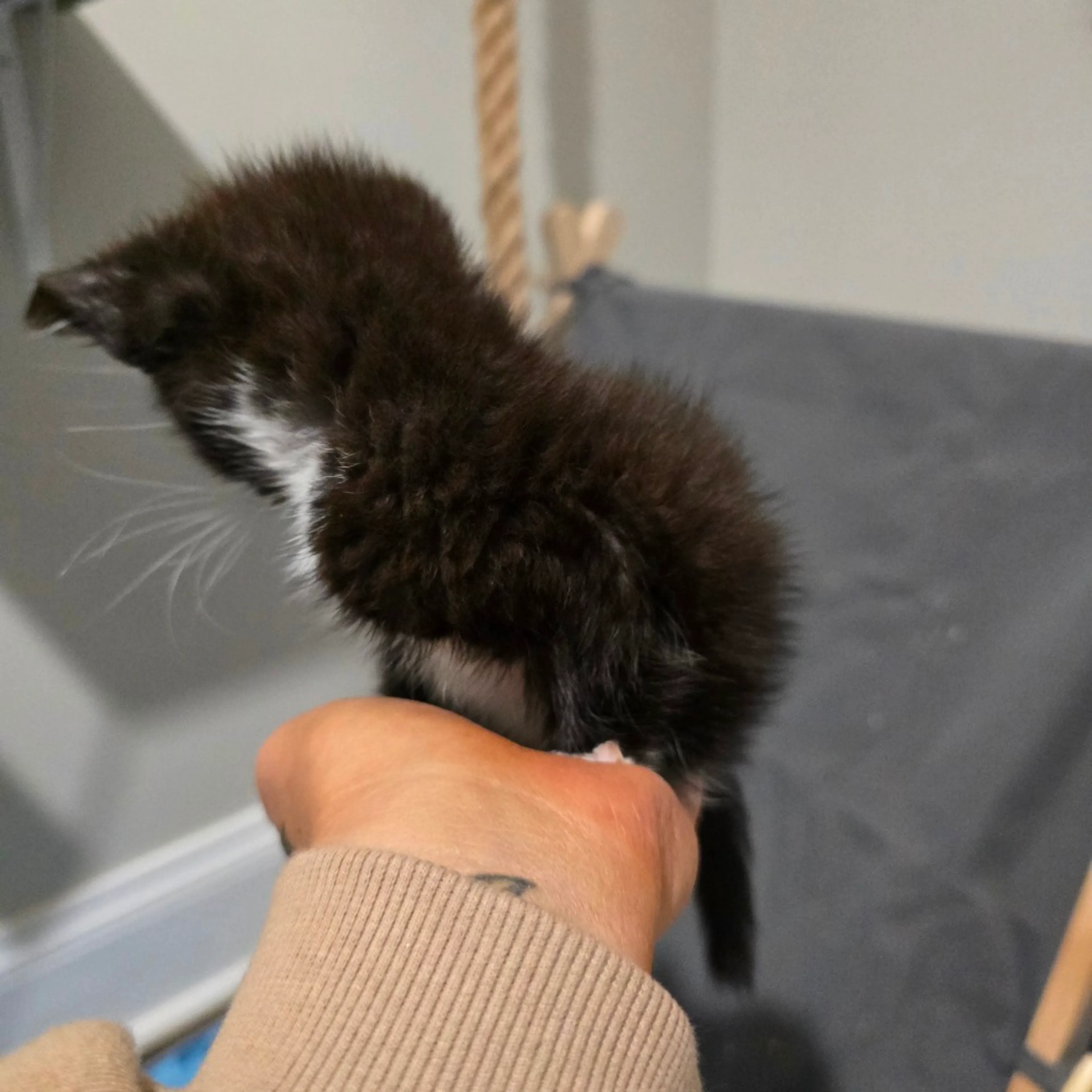 Found pet-2