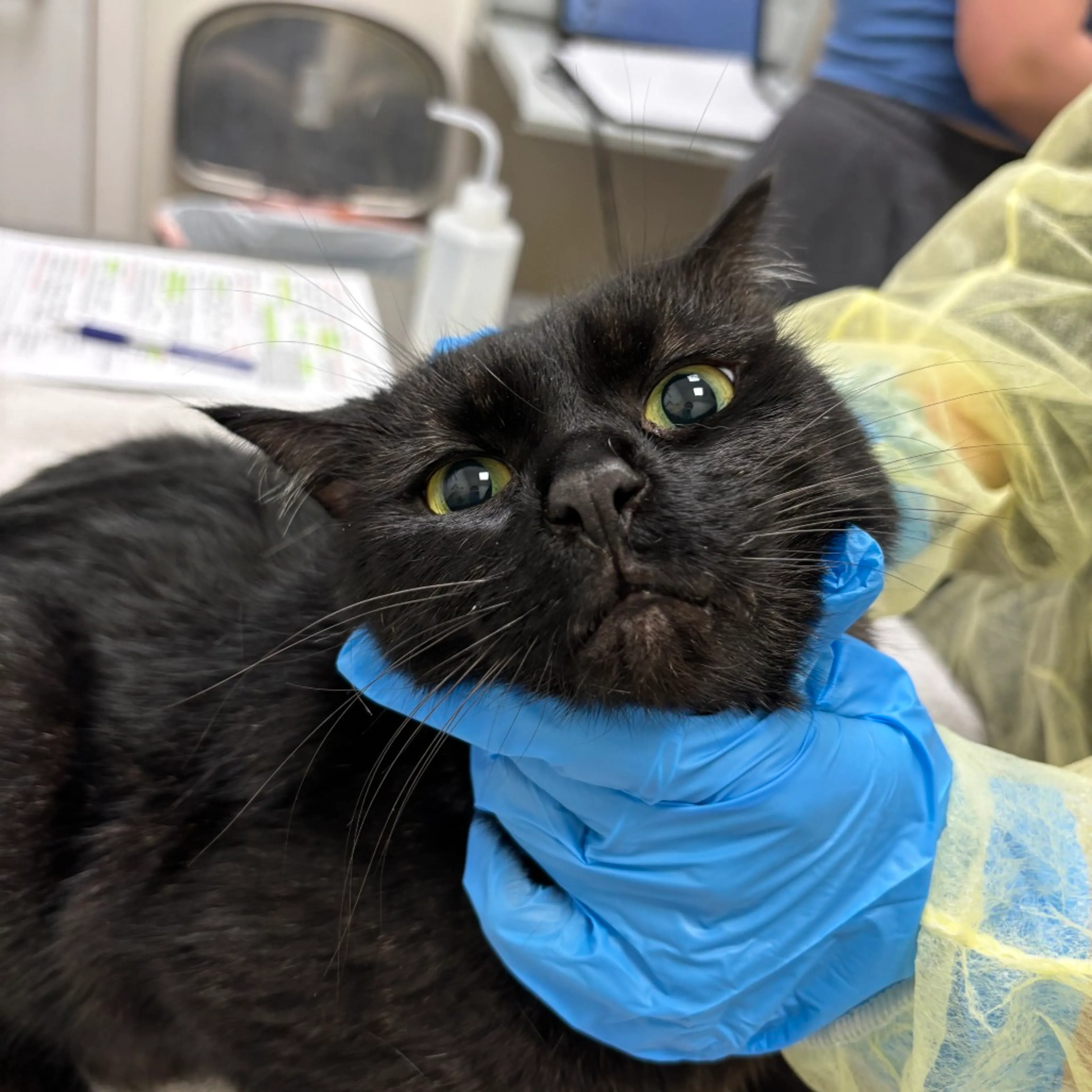 Found pet-1