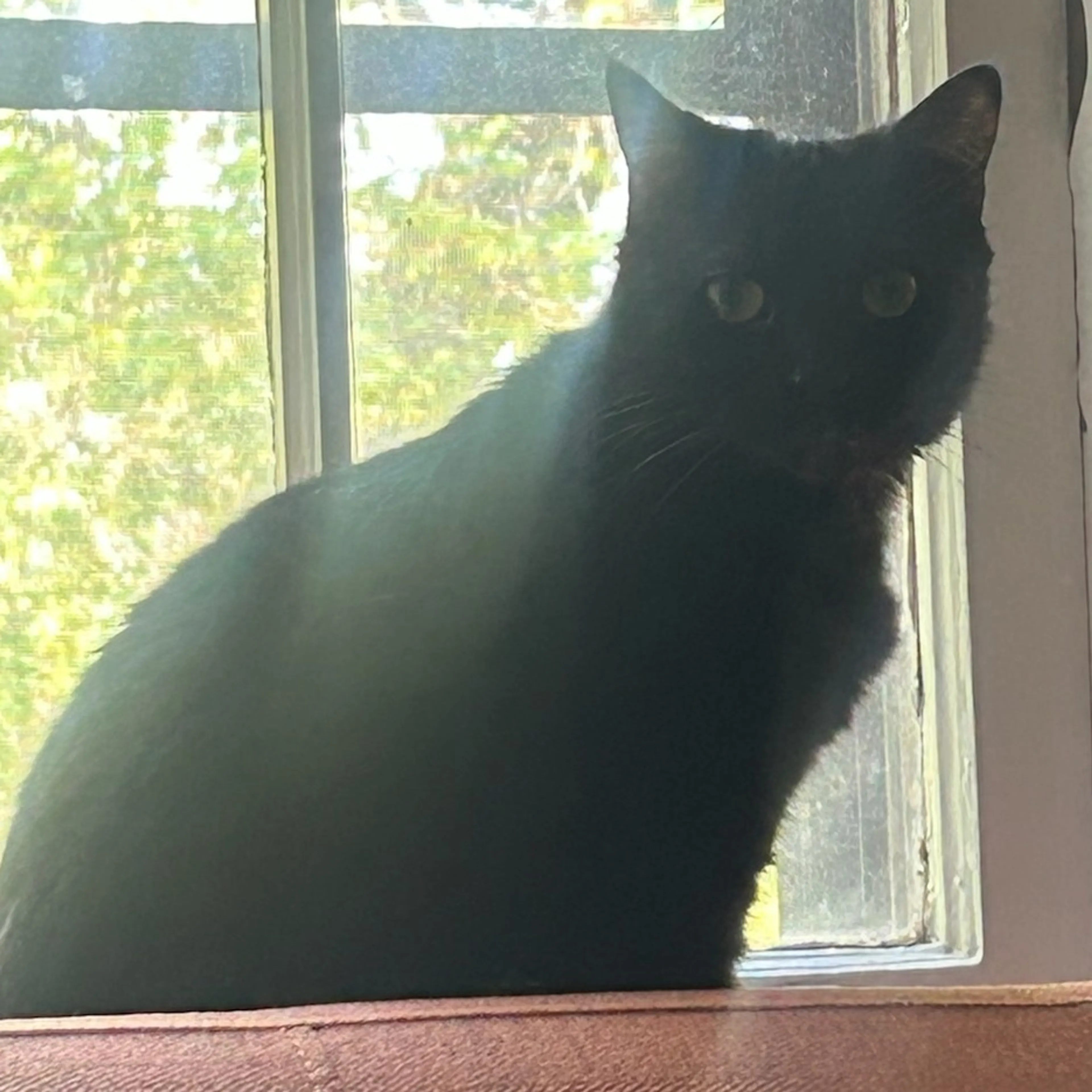Found pet-4