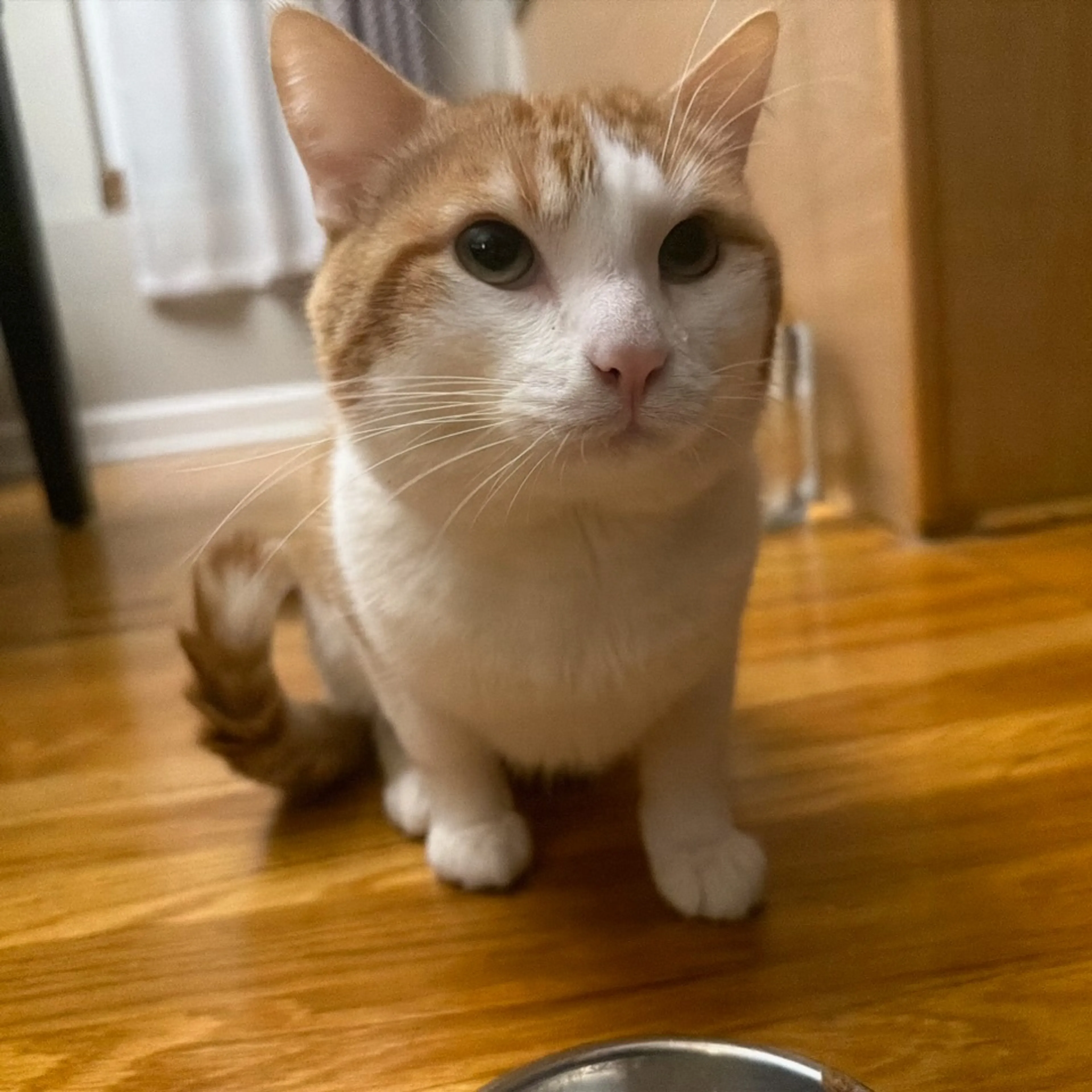 Found pet-3