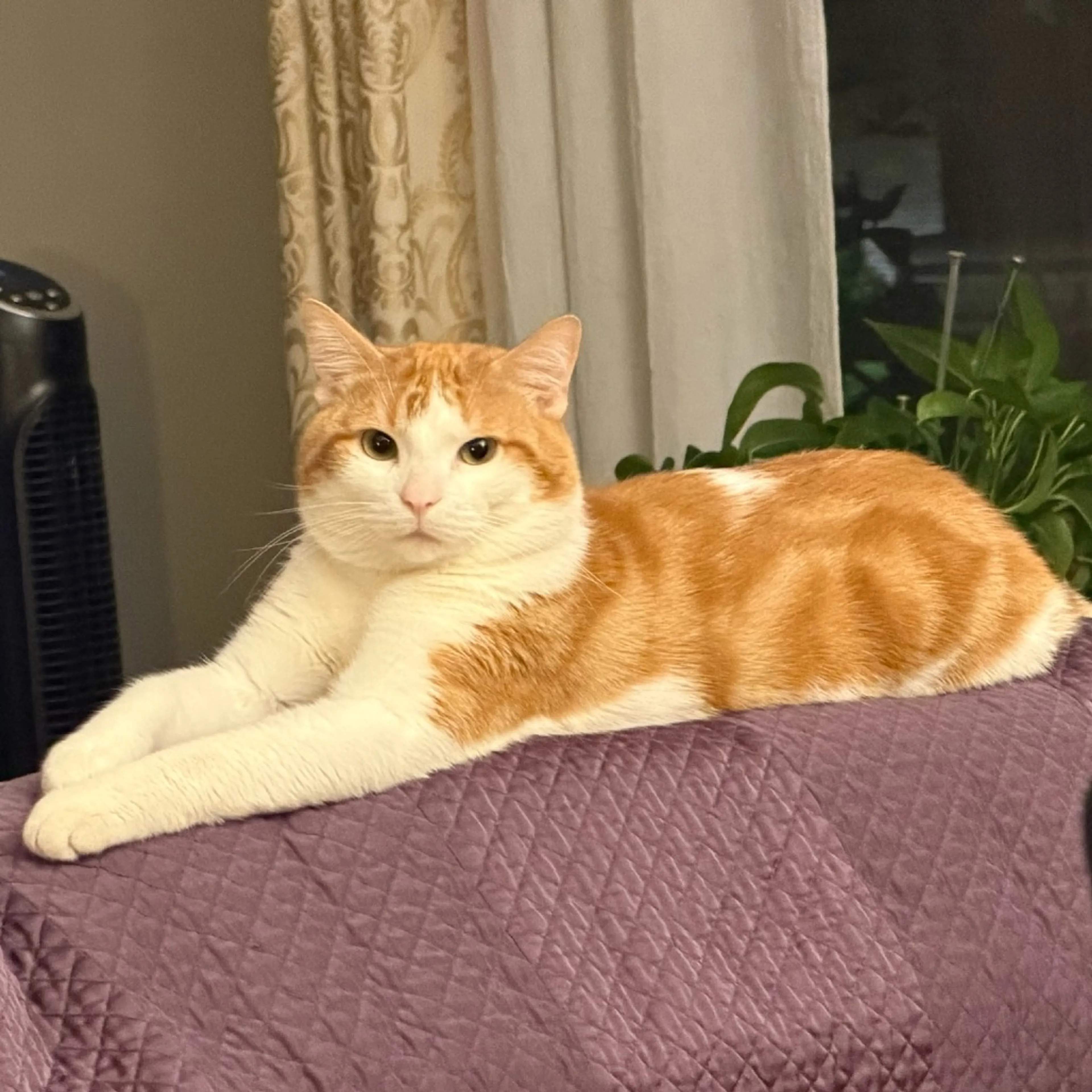 Found pet-4