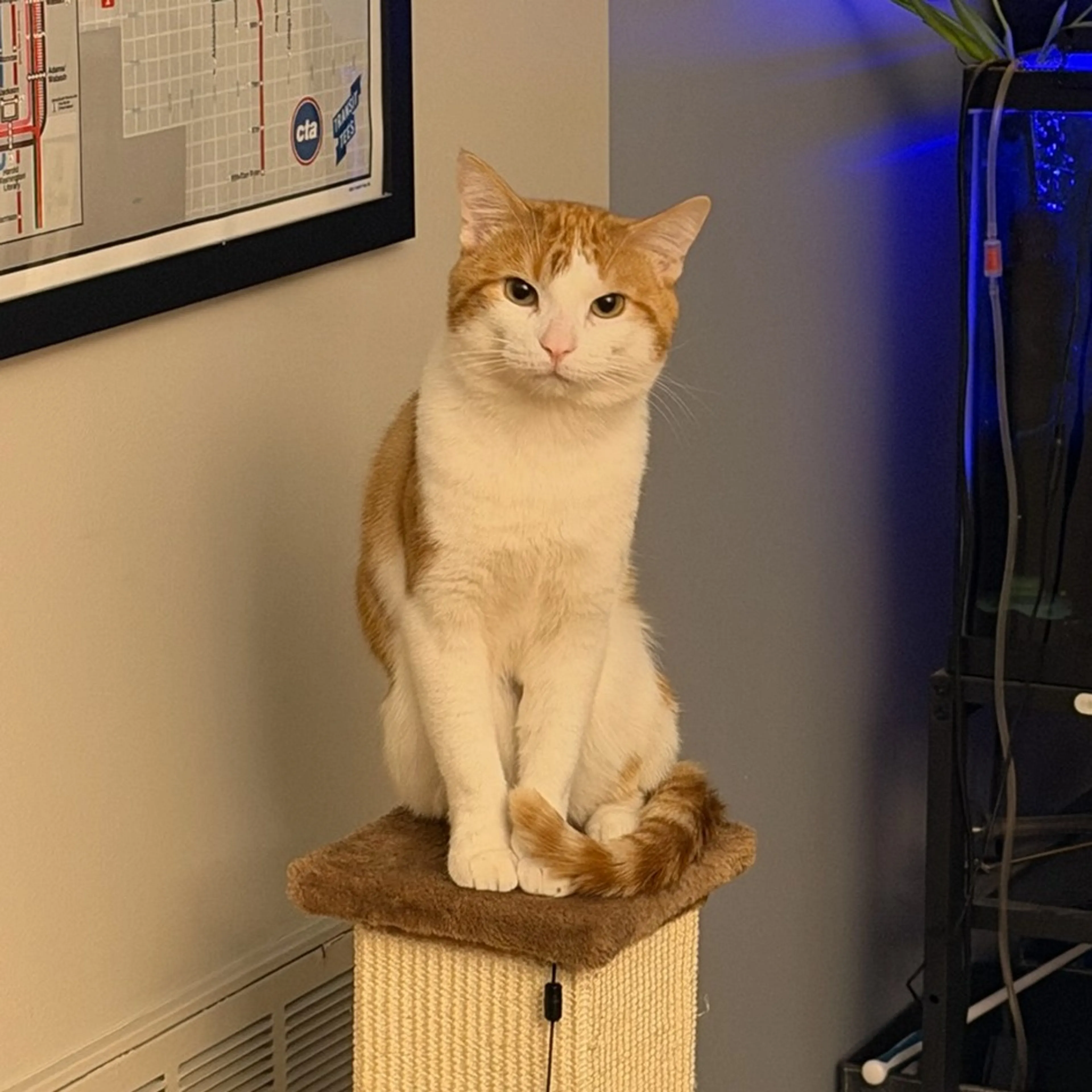 Found pet-5