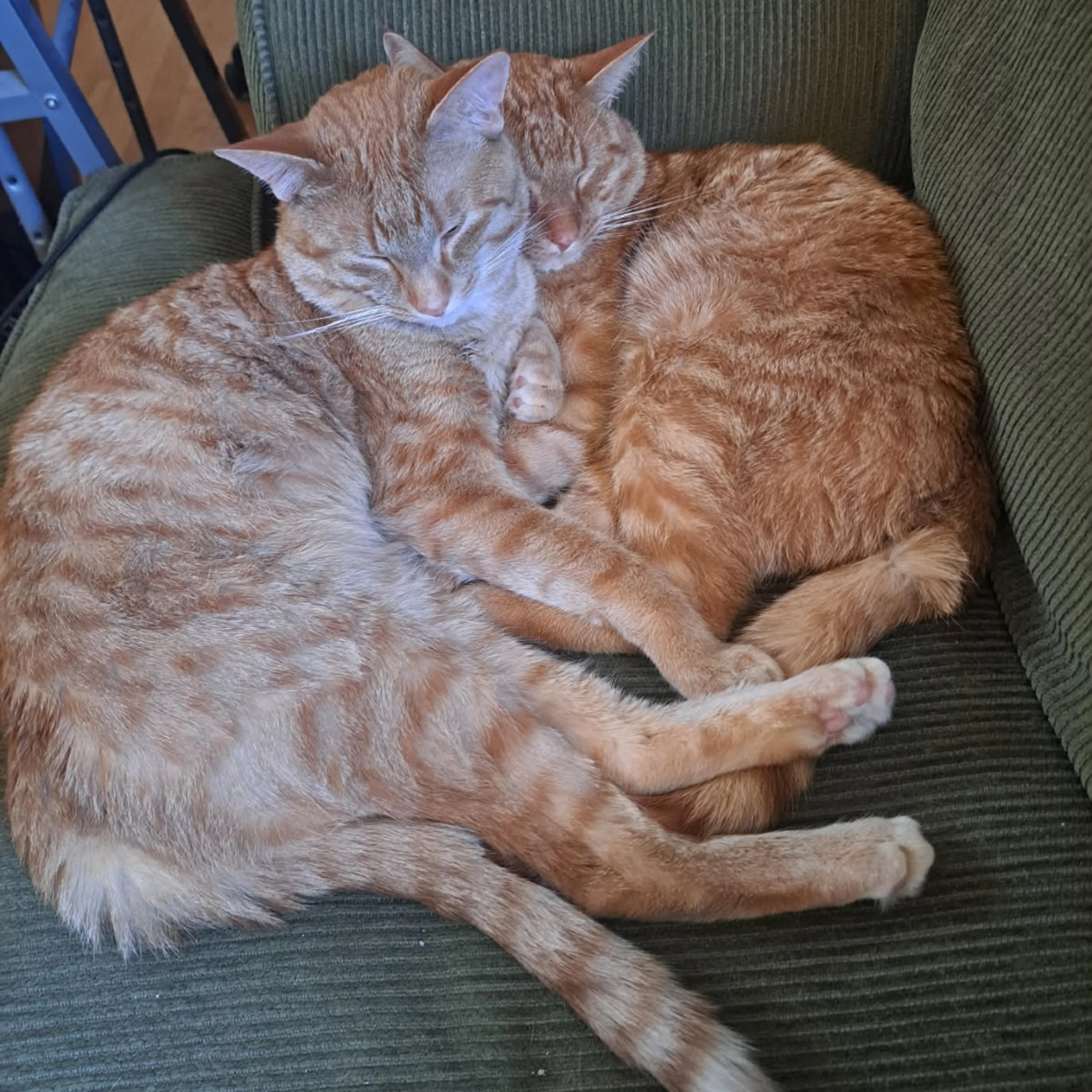 Found pet-3