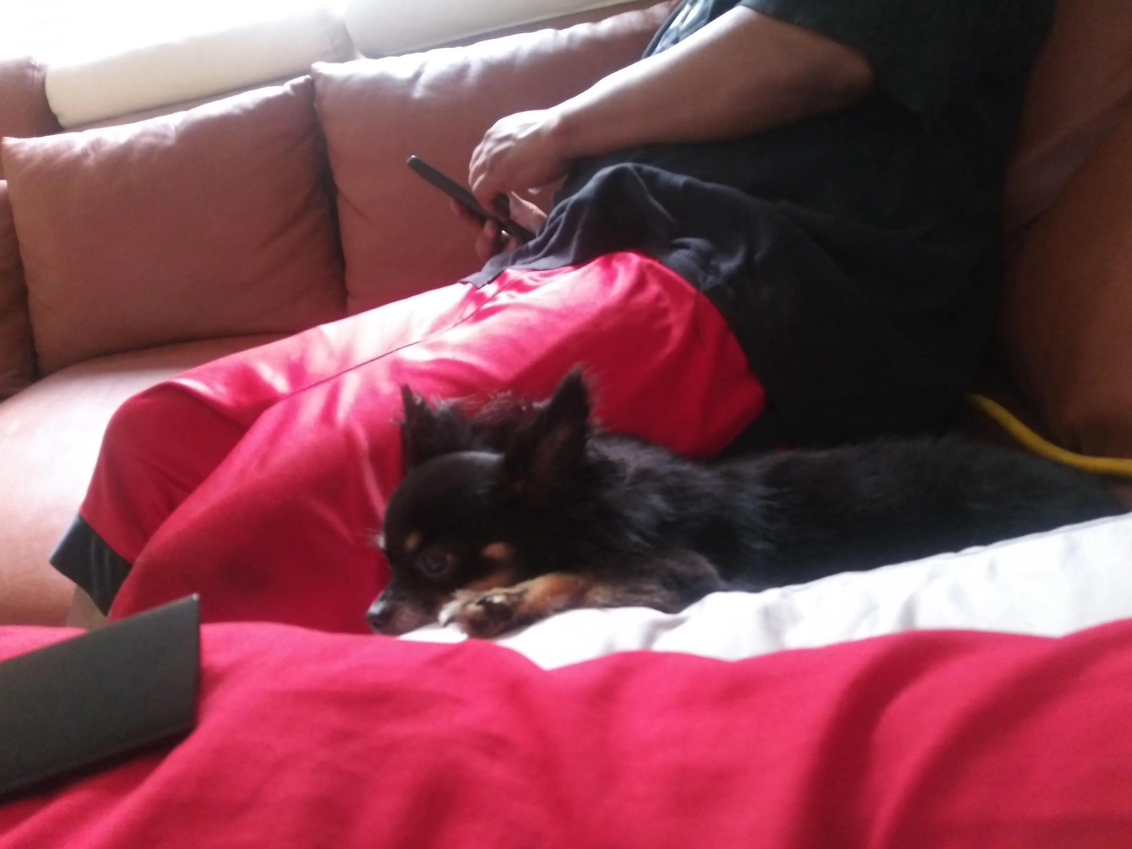 Lost pet-3