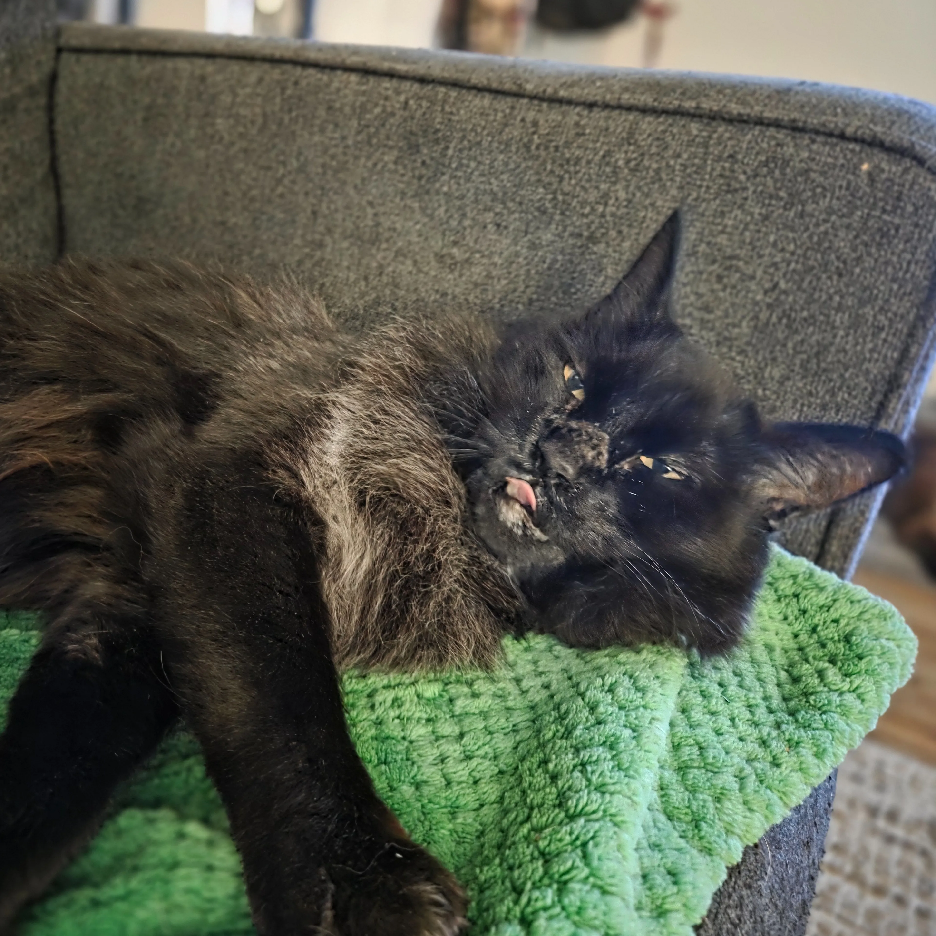 Lost pet-3