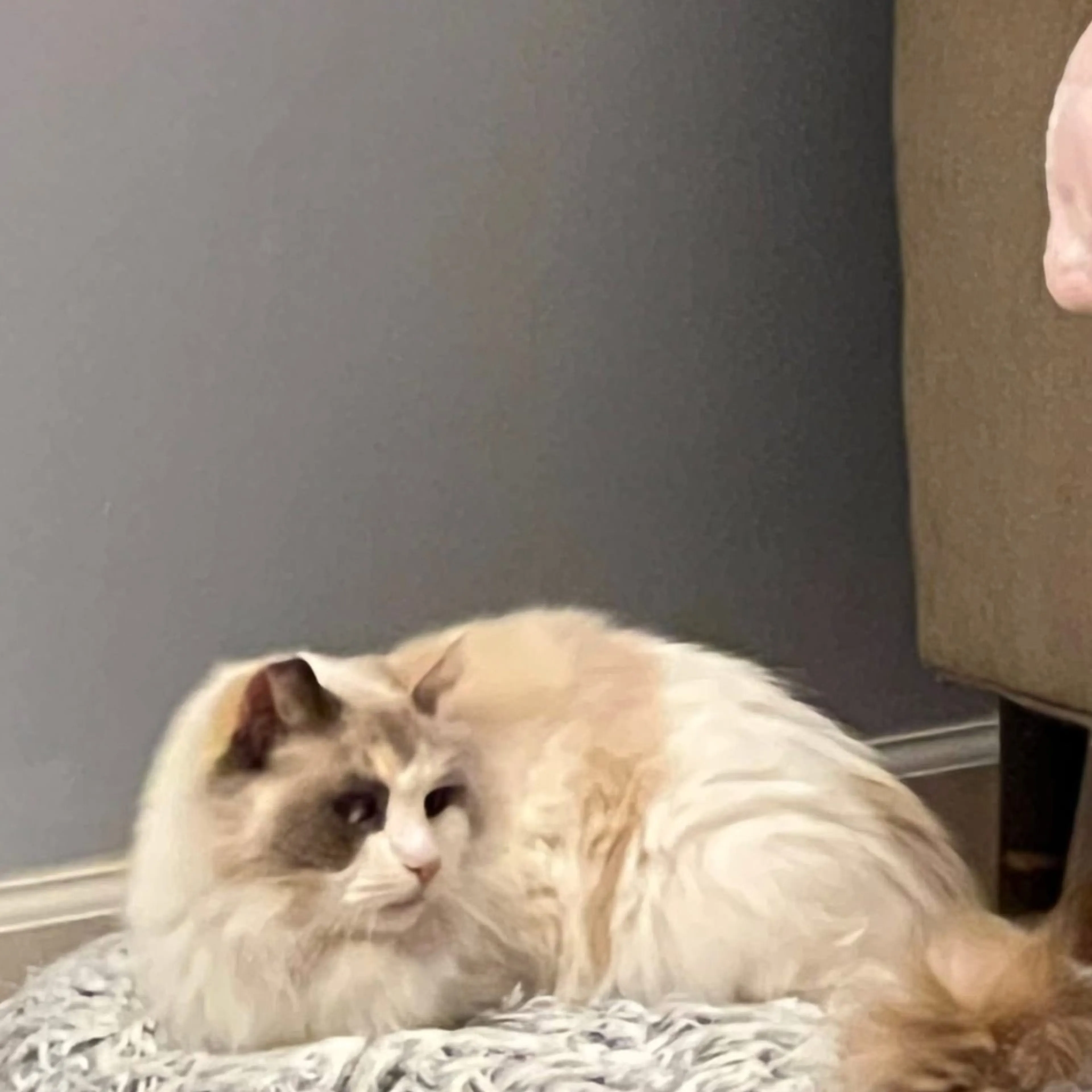 Lost pet