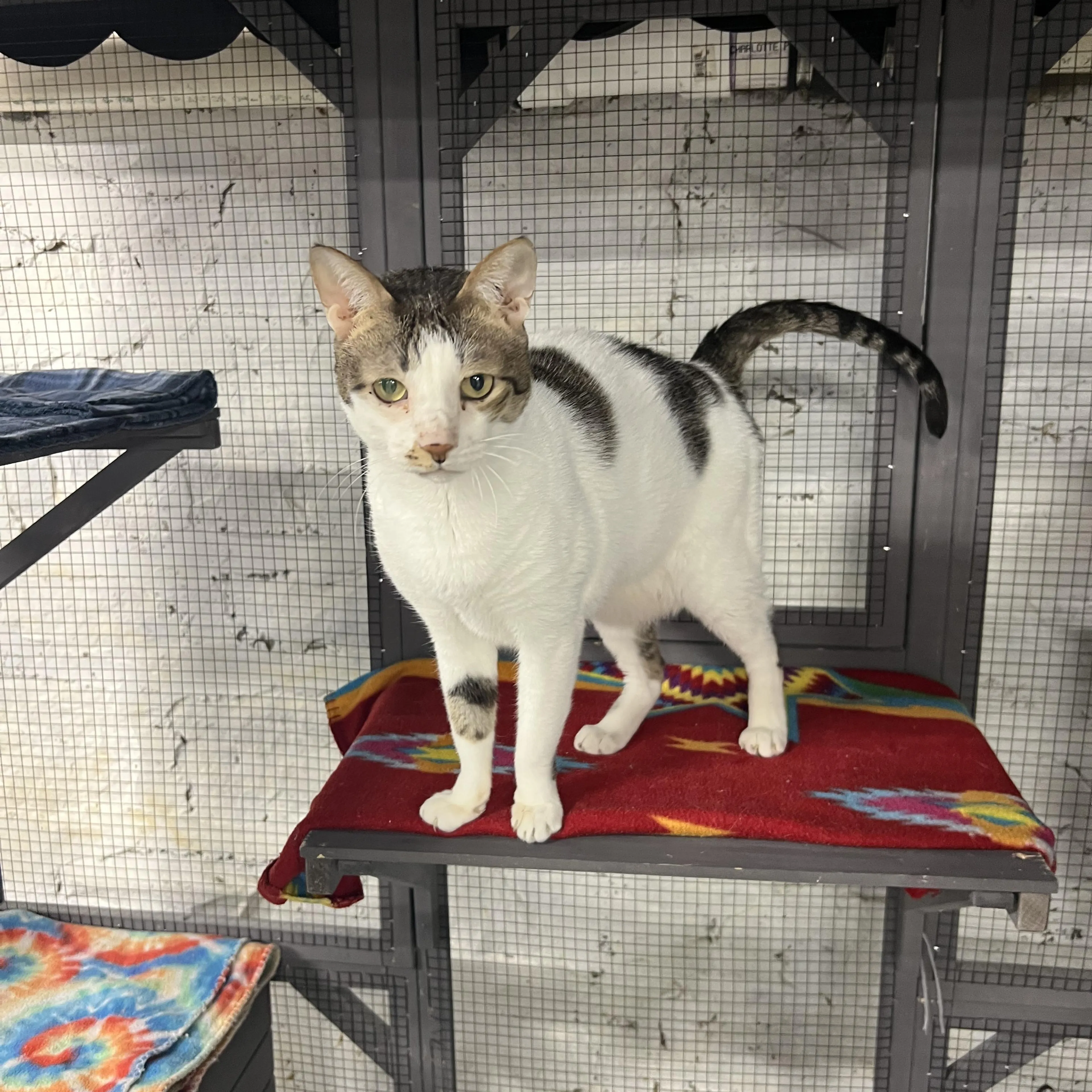 Found pet-0