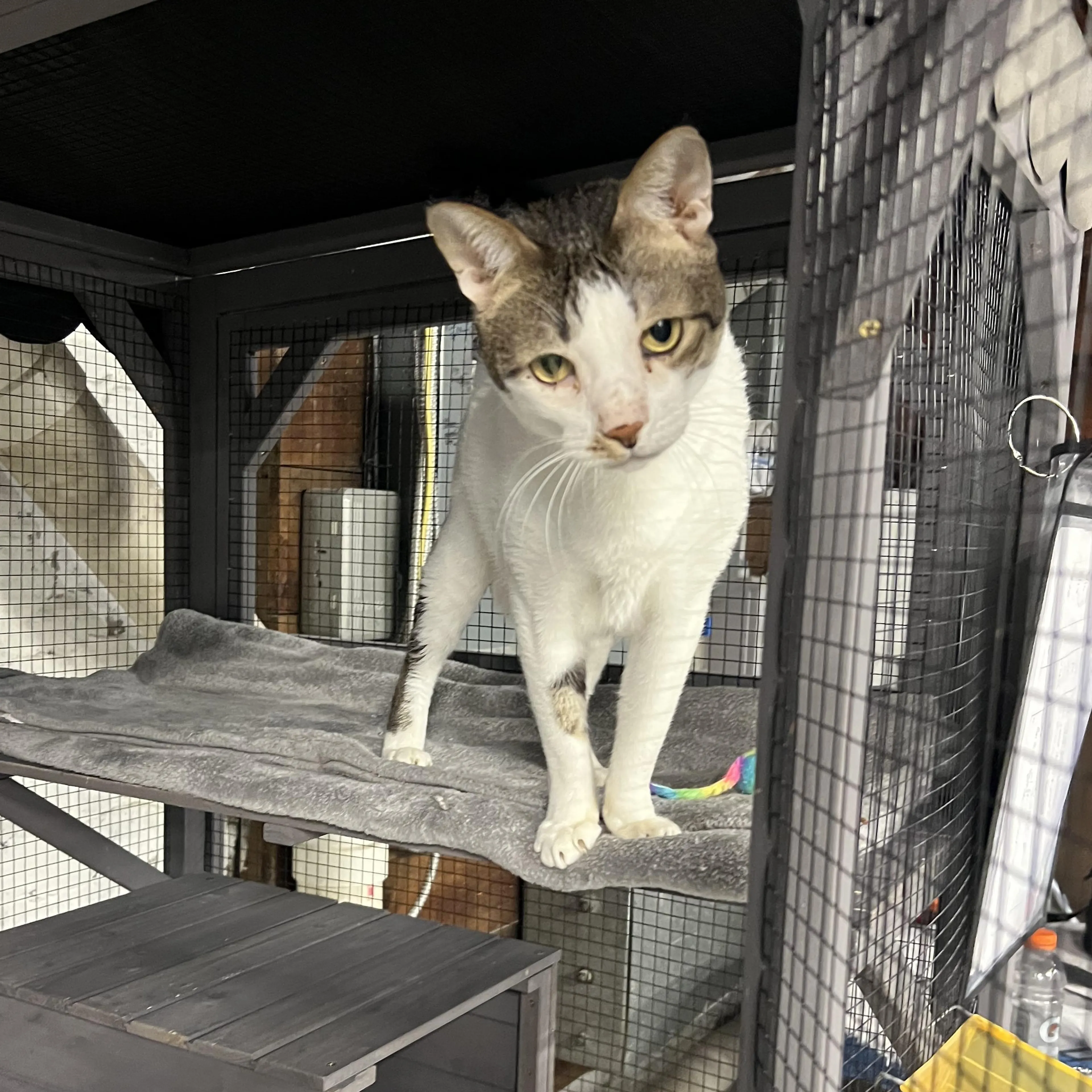Found pet-1
