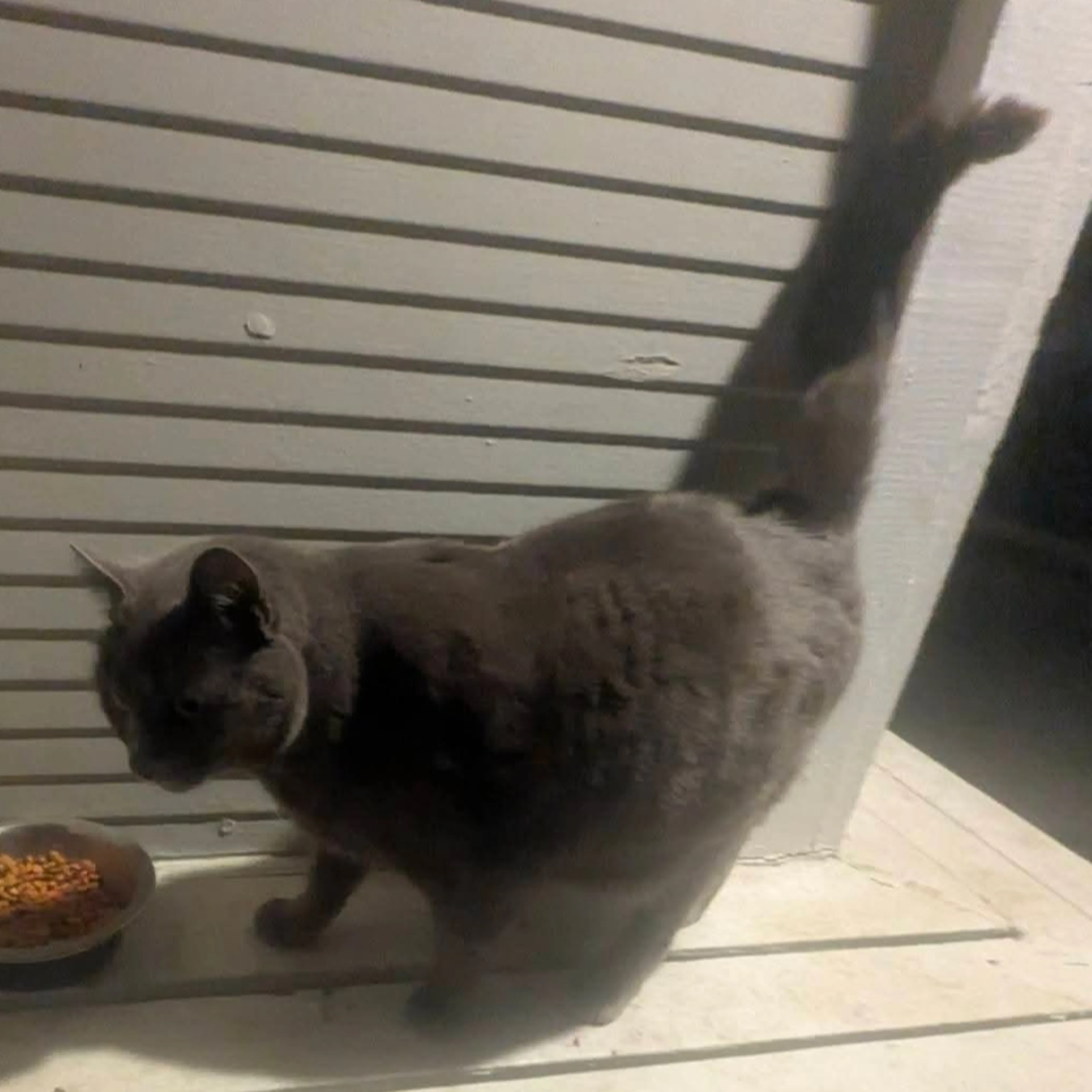 Lost pet-3