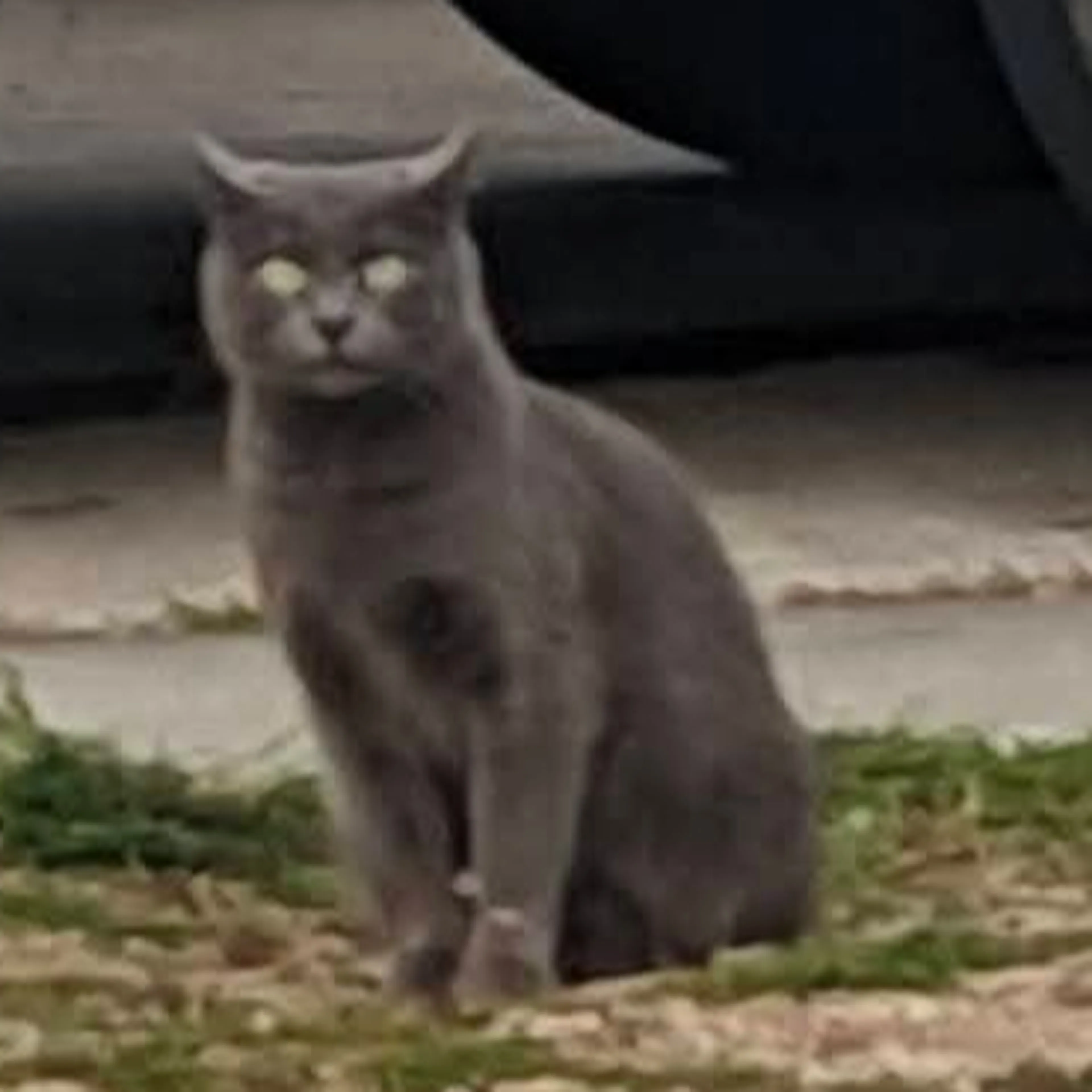 Lost pet-1