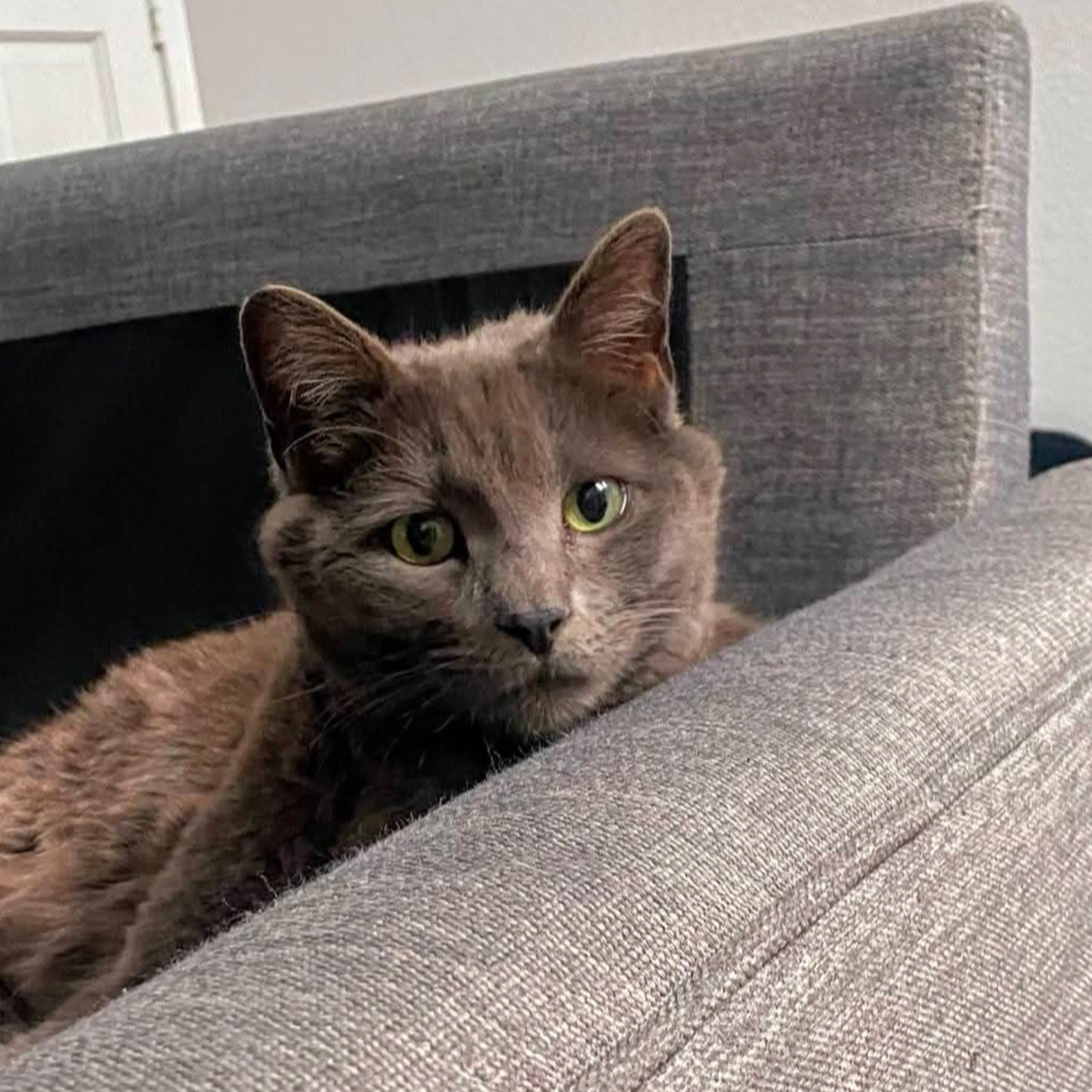 Lost pet-2