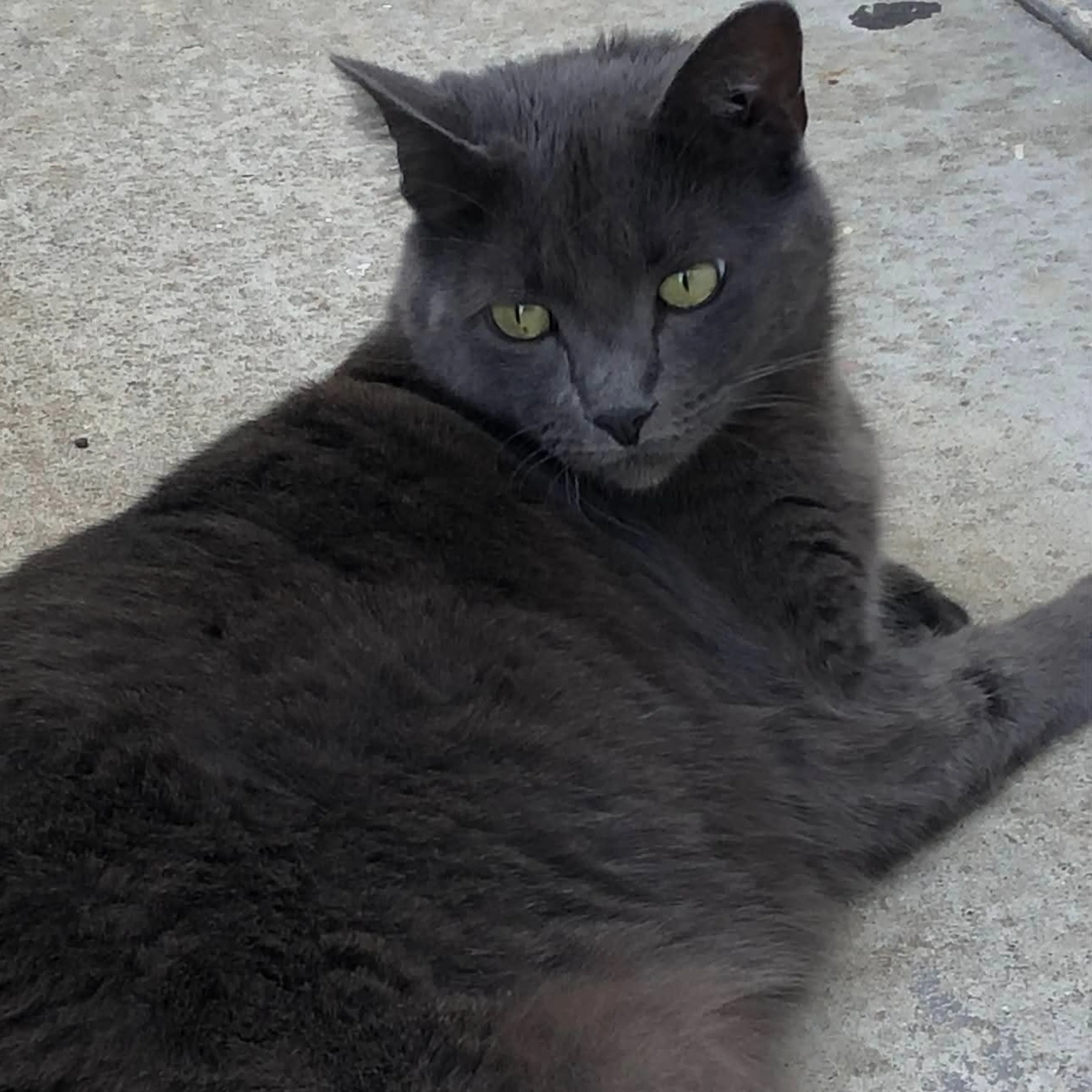 Lost pet-0