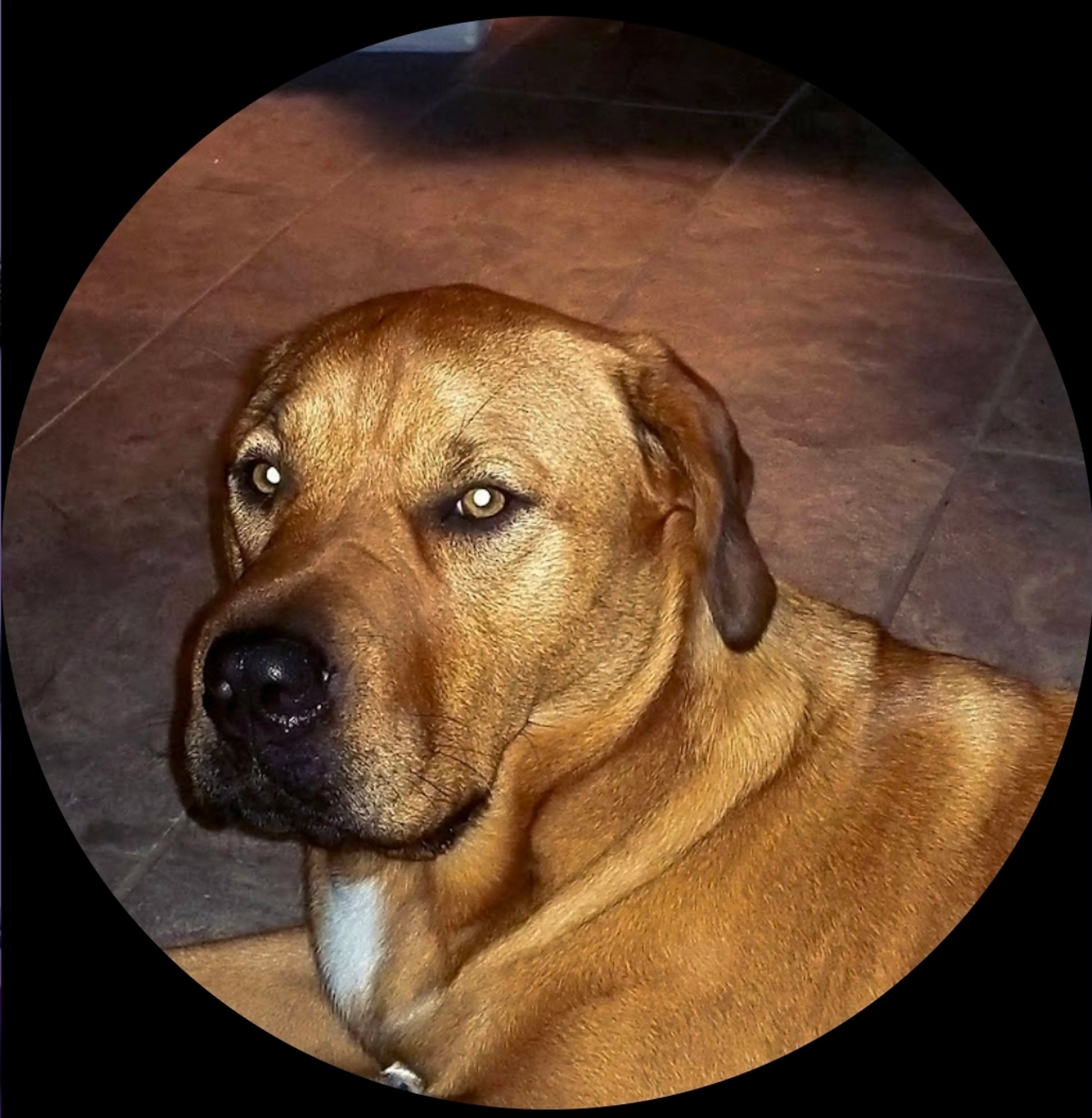 Lost pet
