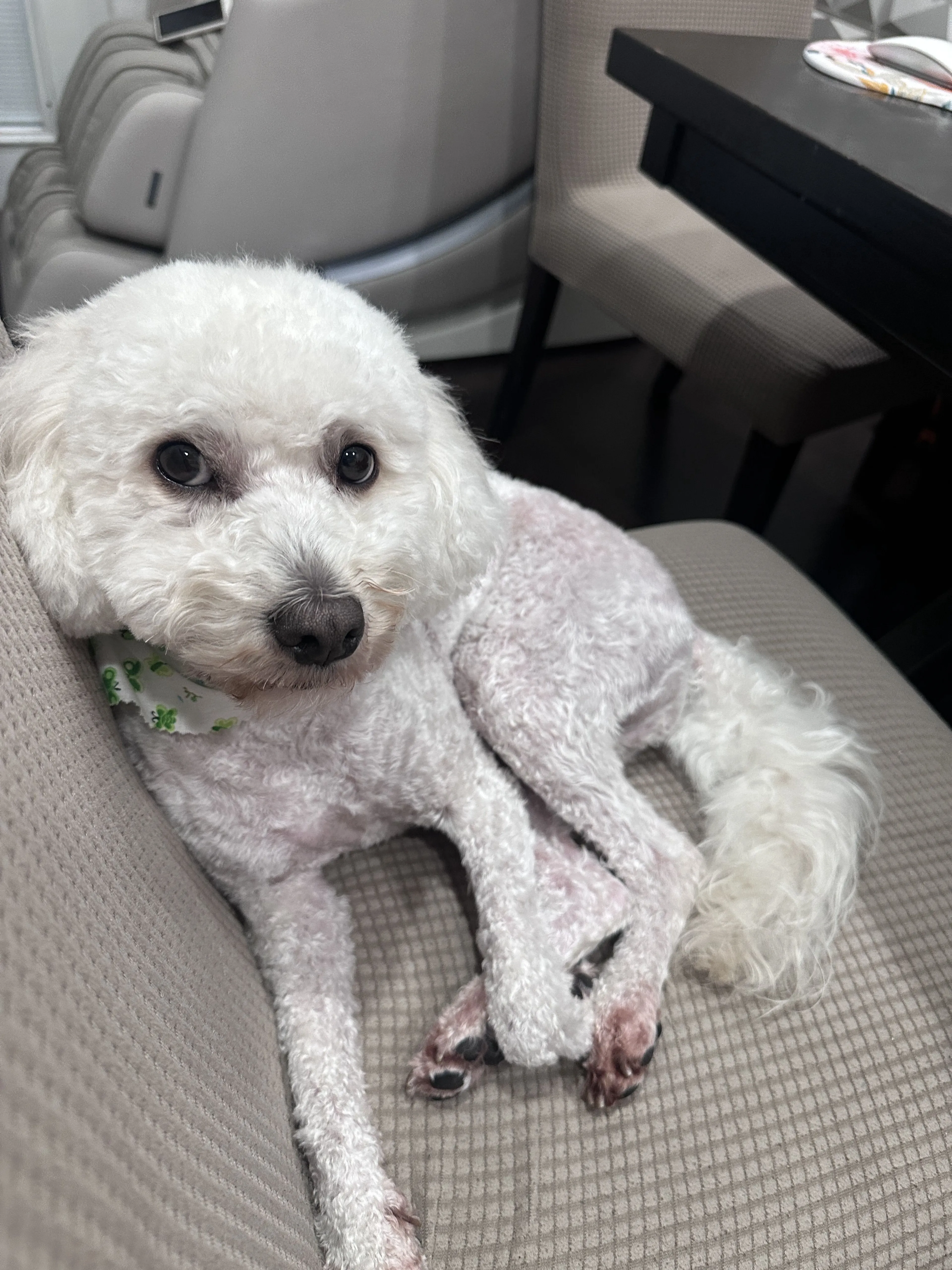 Lost pet