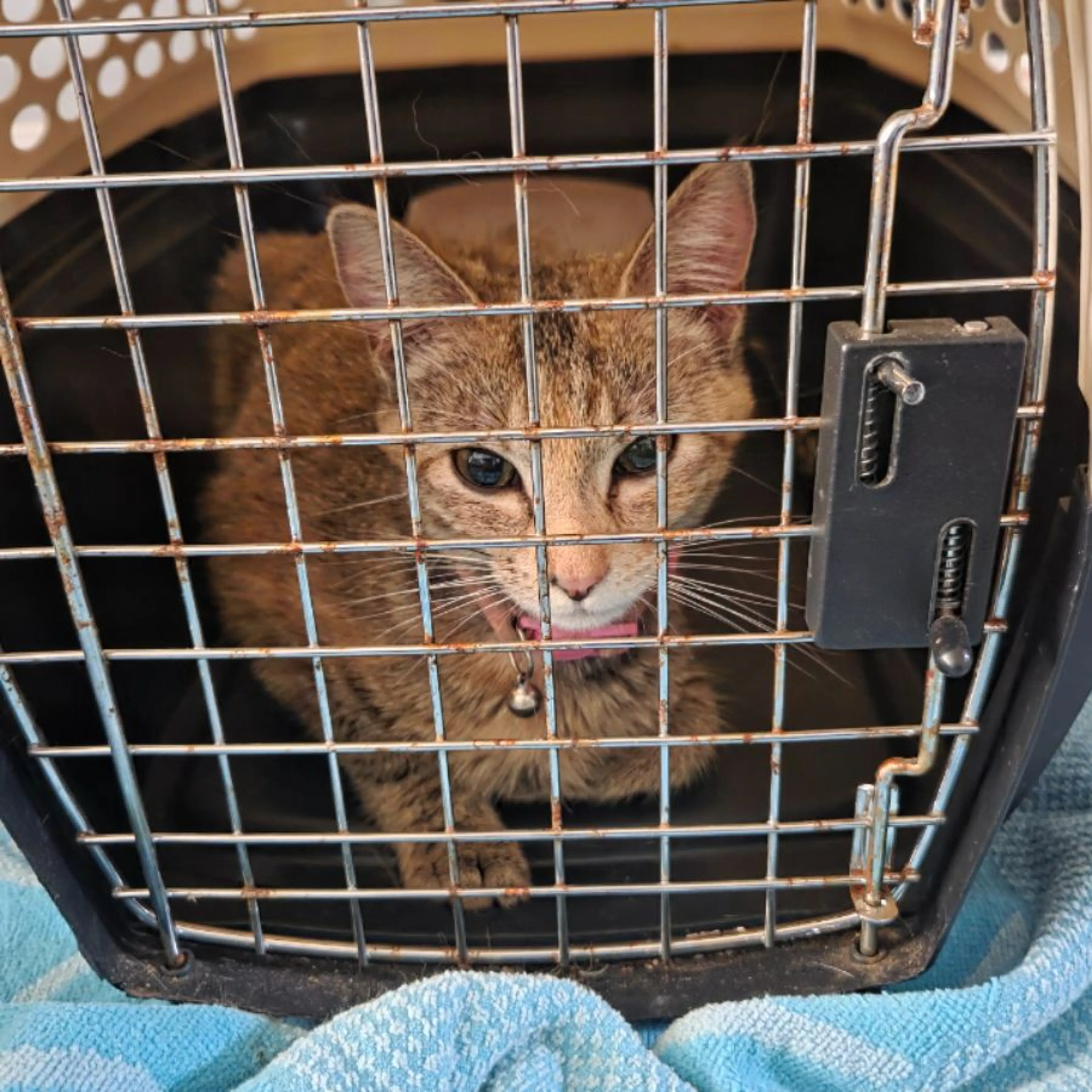 Found pet